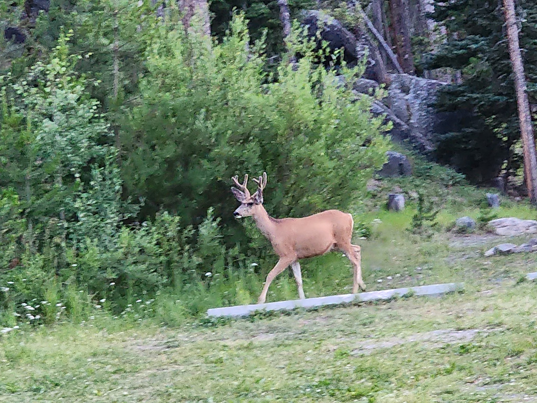 Beaverdam Campground And Picnic Area