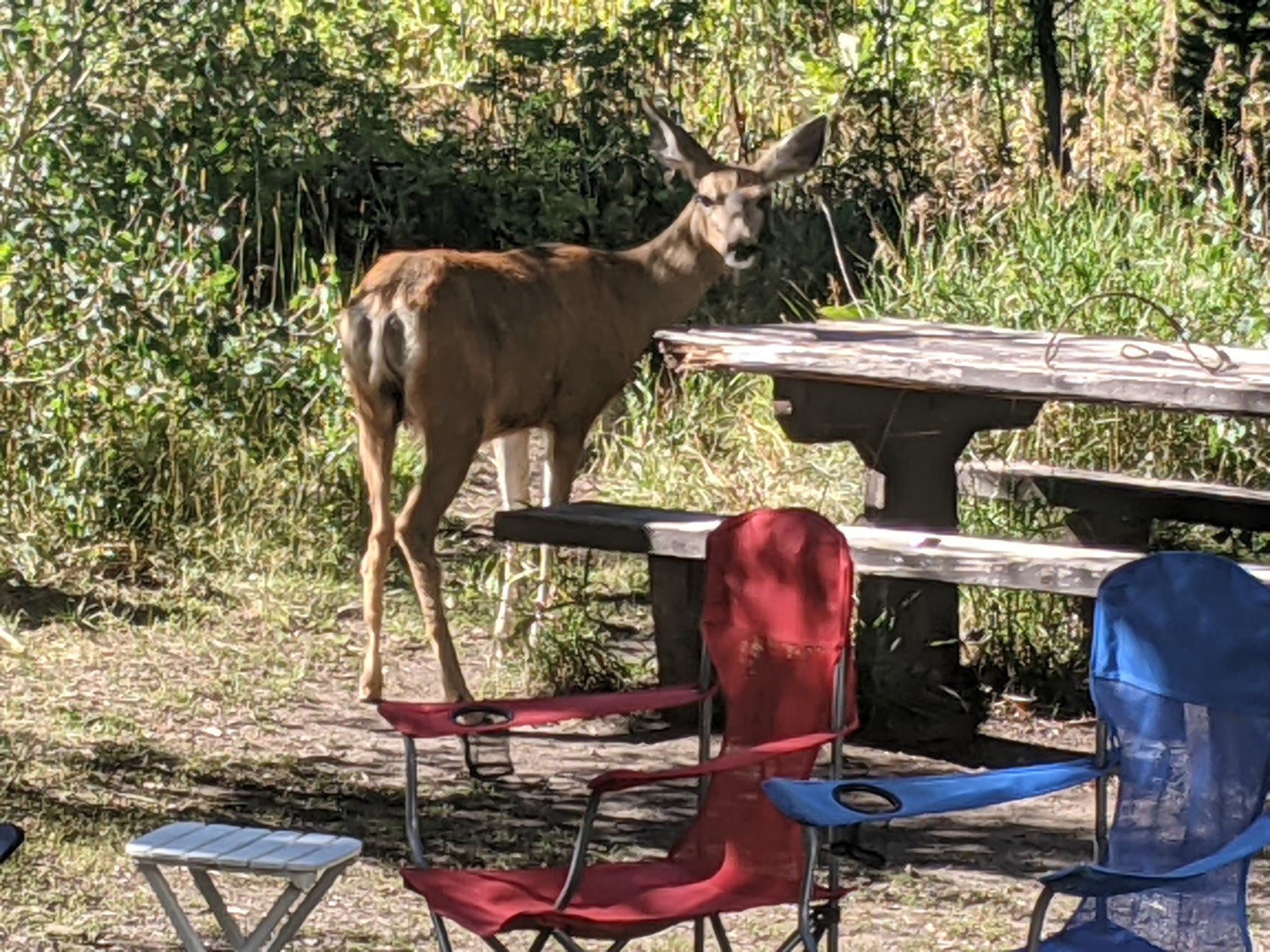 Mcclure Campground - Paonia Rd