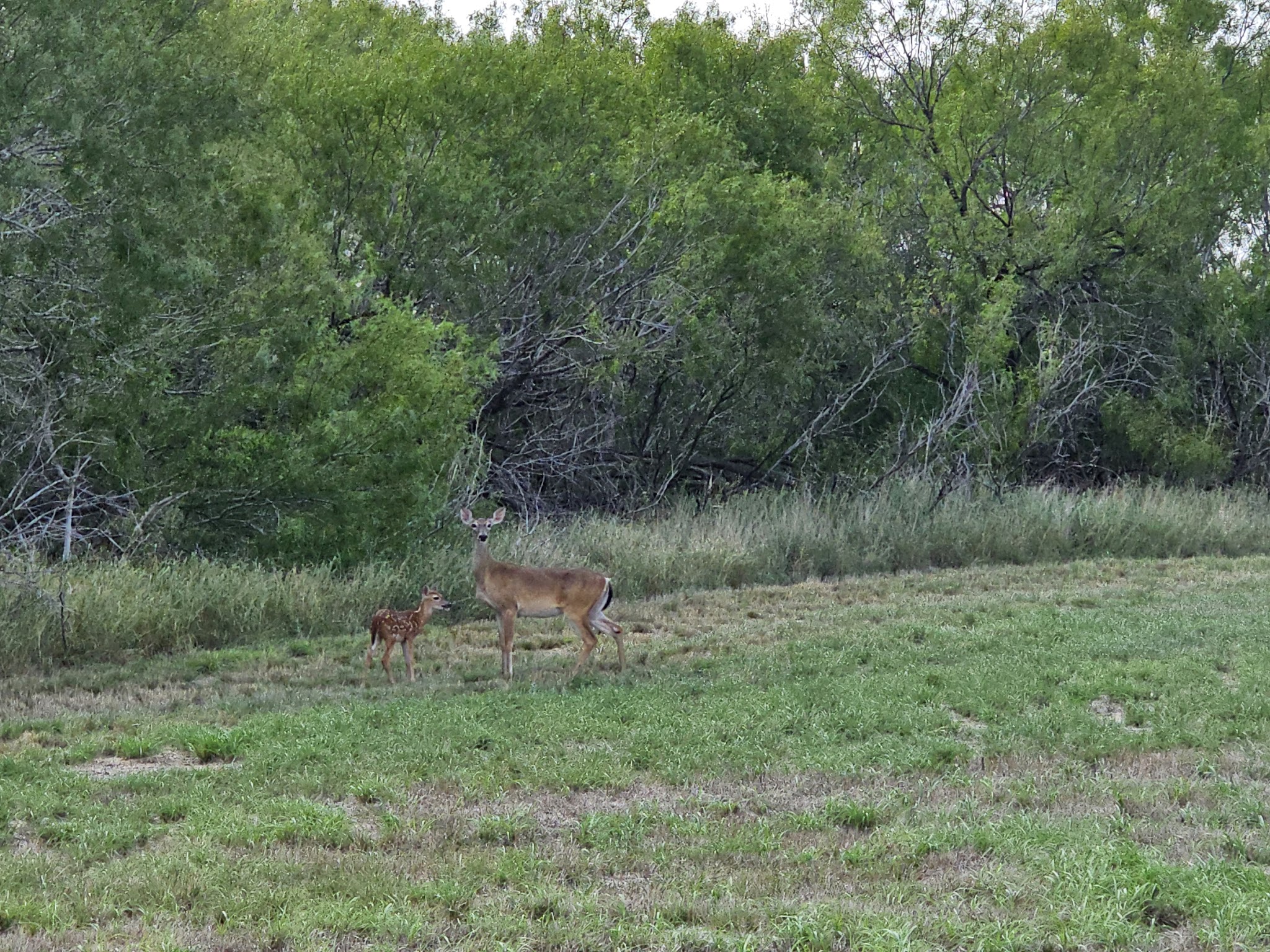 Choke Canyon State Park