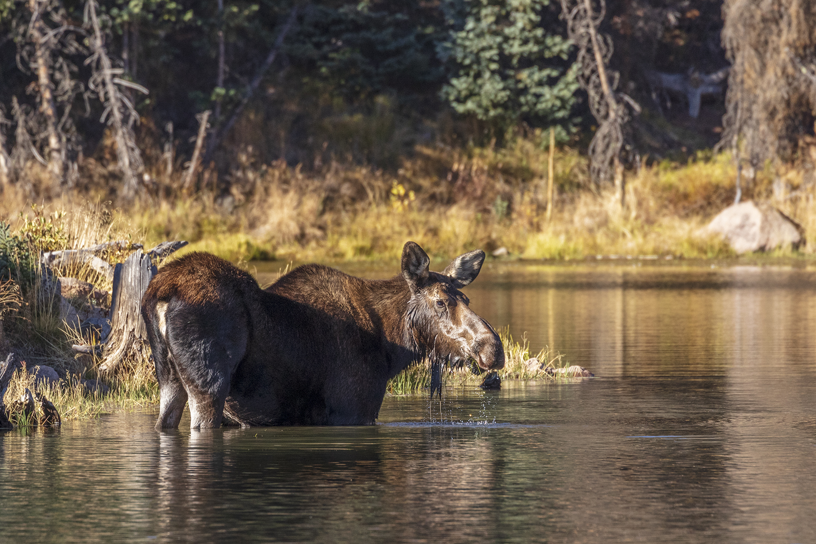 Deer Lakes (Co)