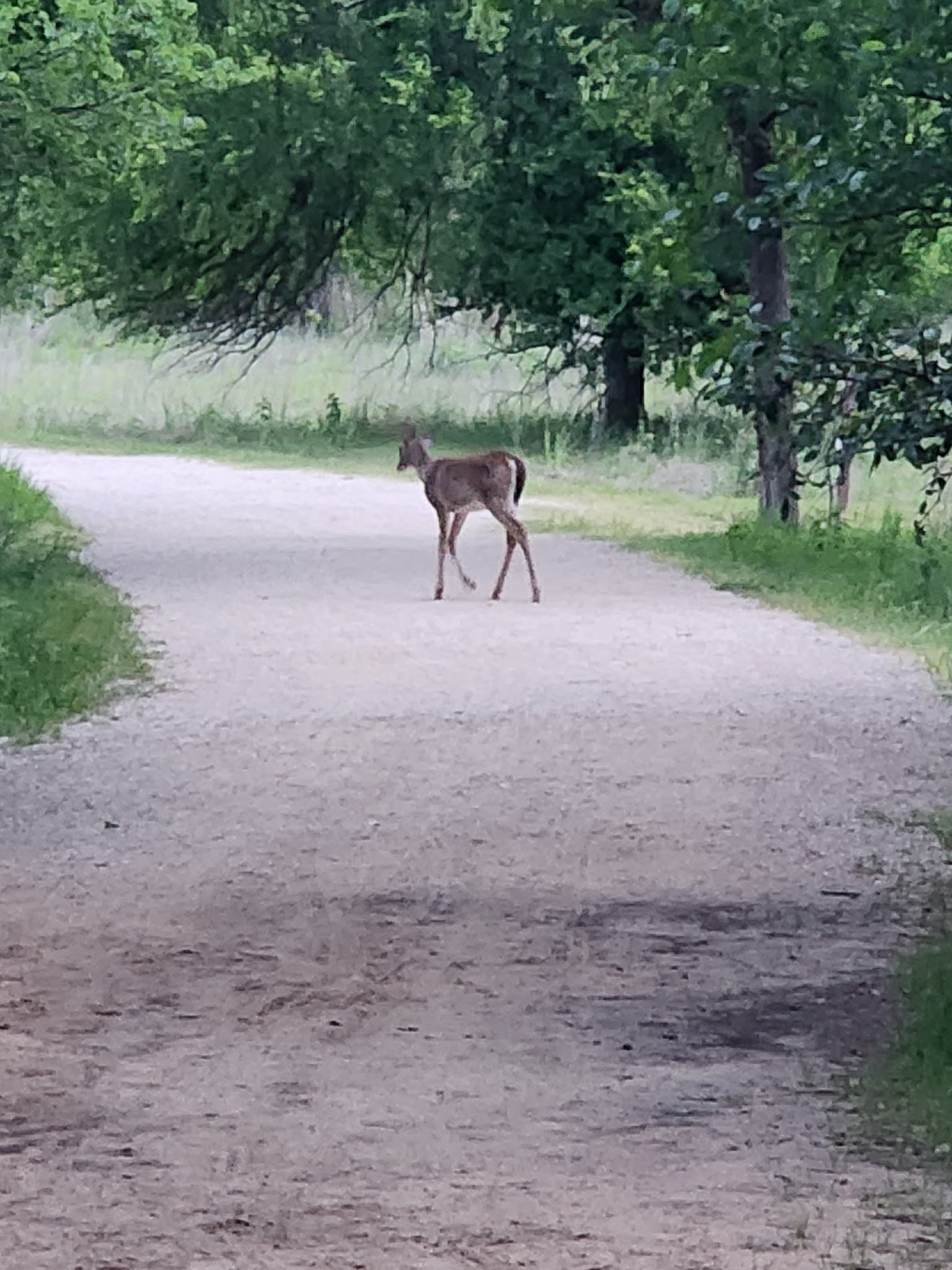 Ray Roberts Lake State Park Isle Du Bois