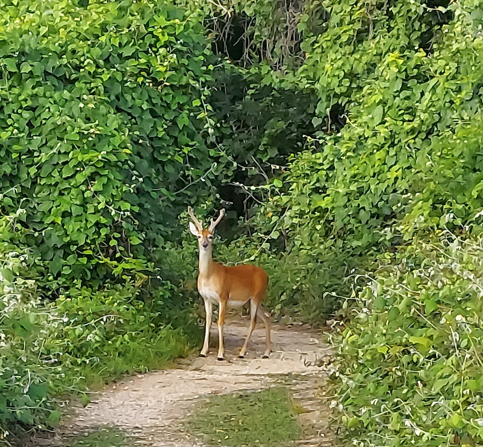 Stephen F. Austin State Park