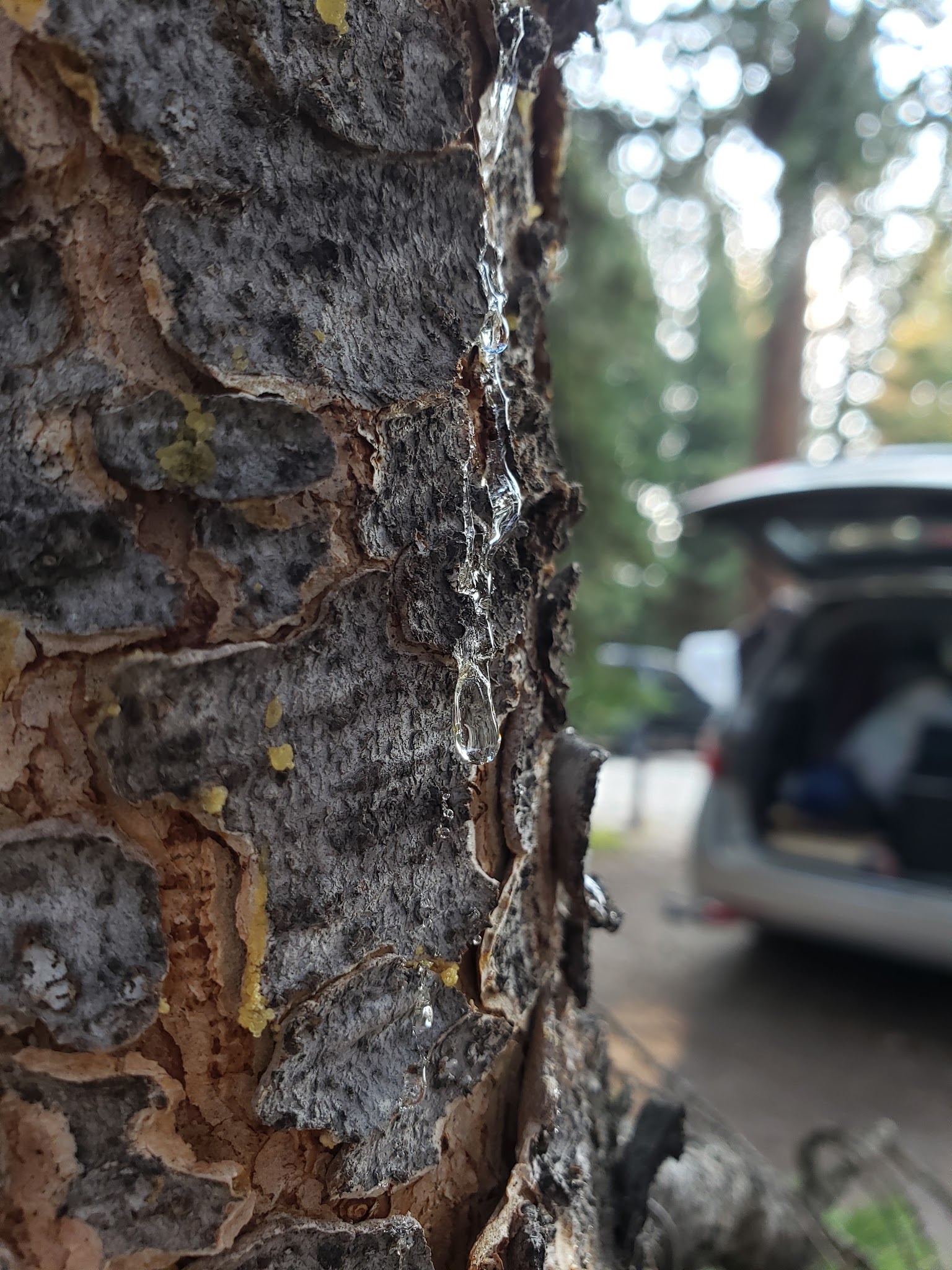 Deer Park Campground