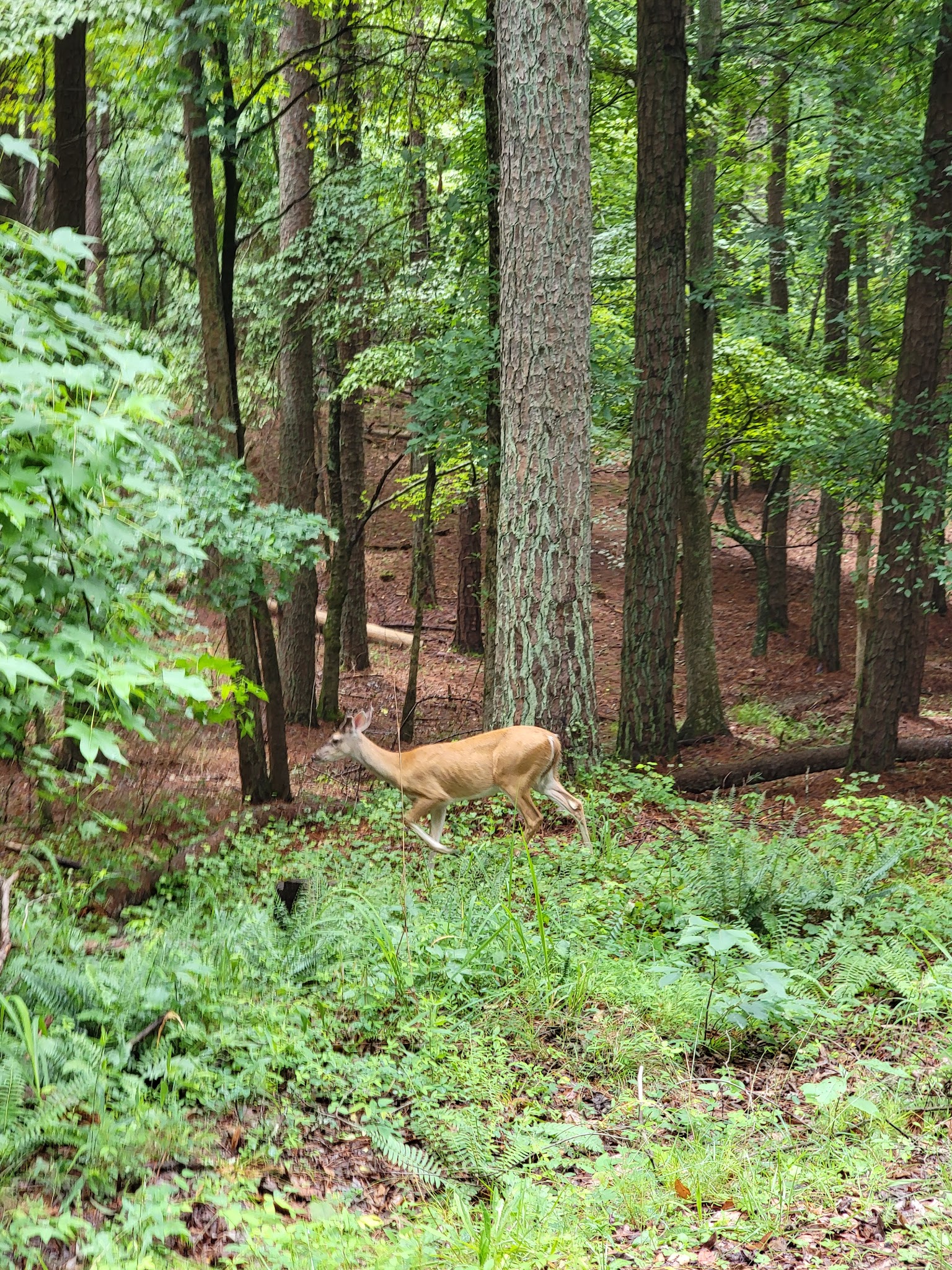 Red Top Mountain State Park