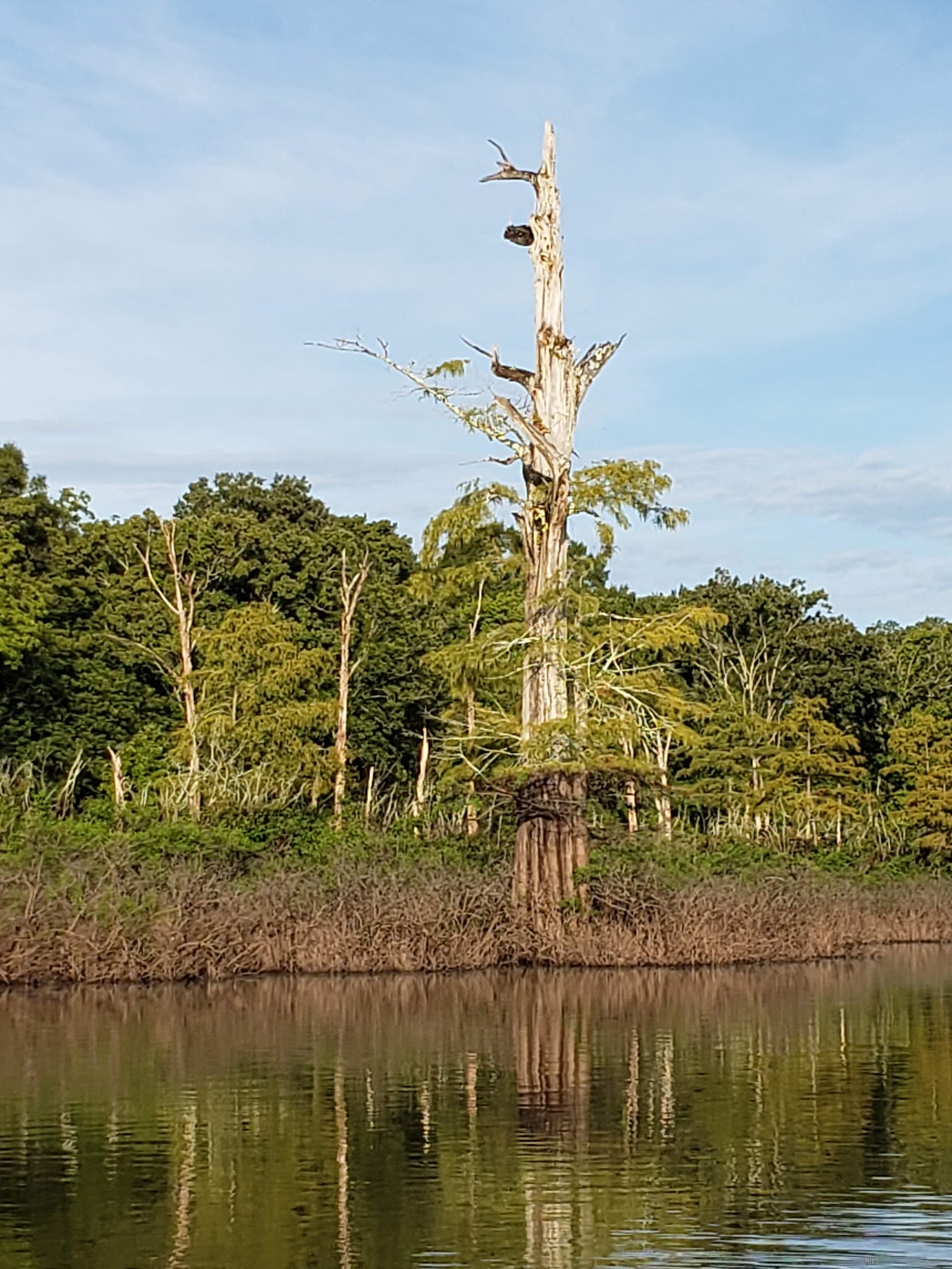 Delta National Forest - Camping