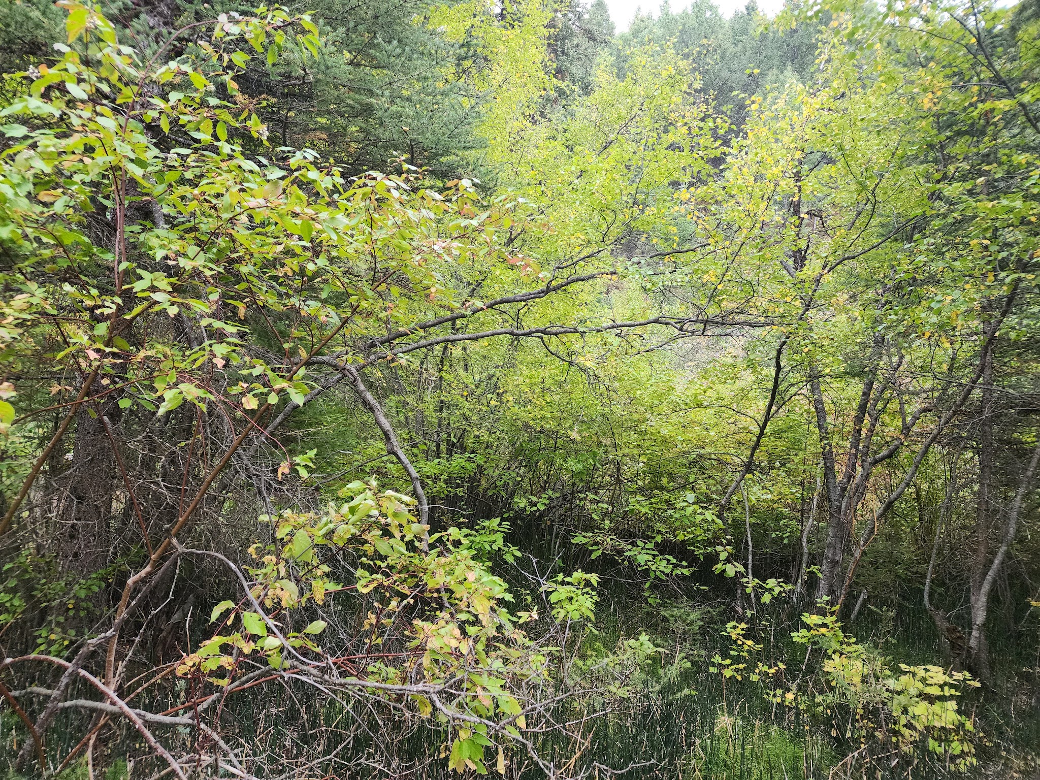 Swift Creek Campground