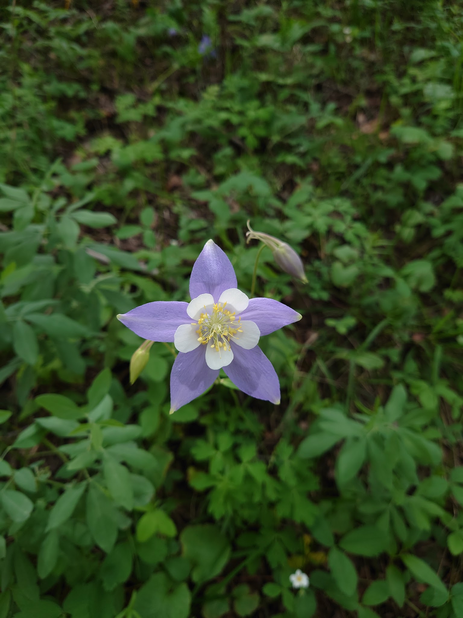 Devils Head Campground