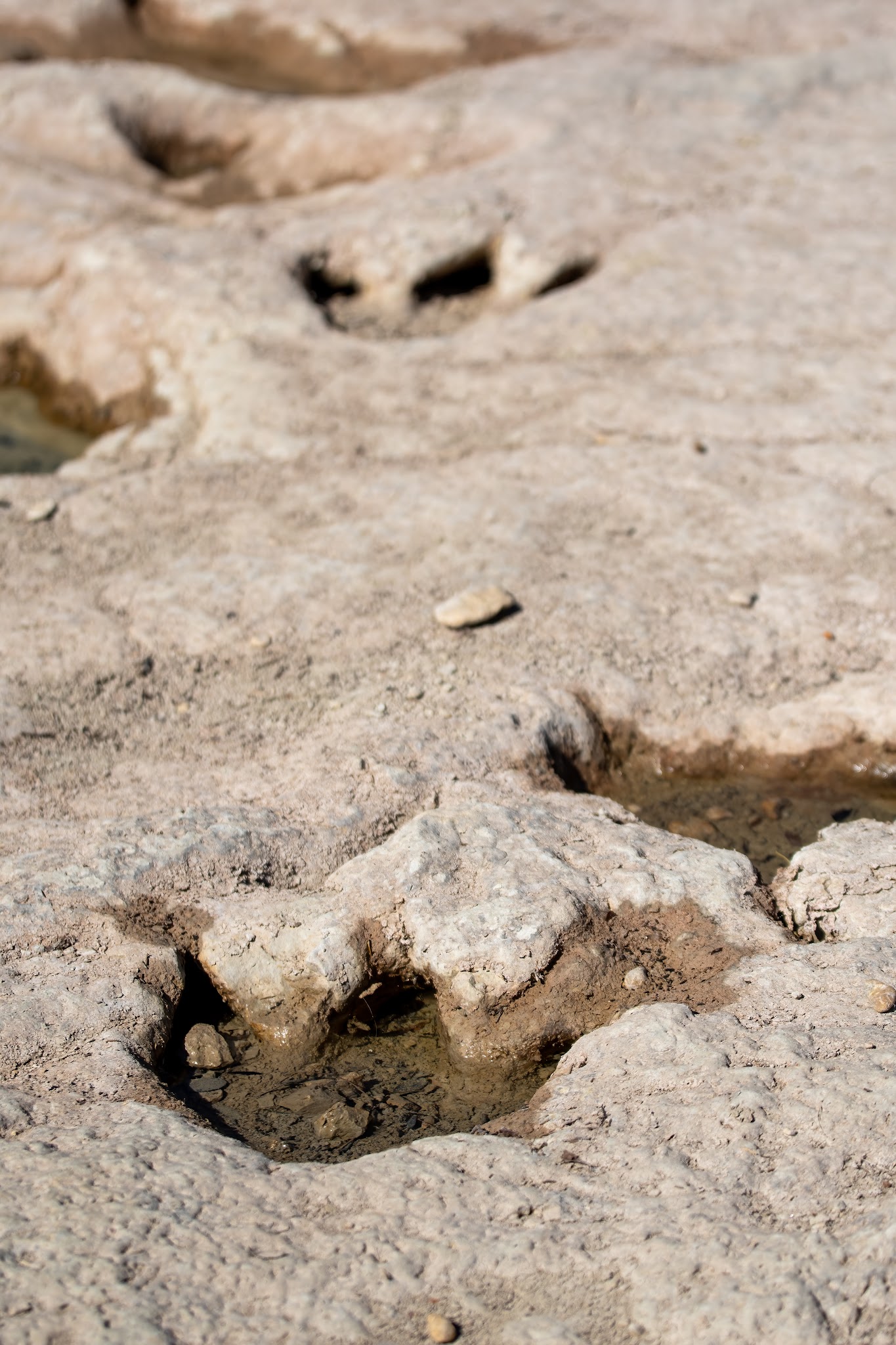 Dinosaur Valley State Park