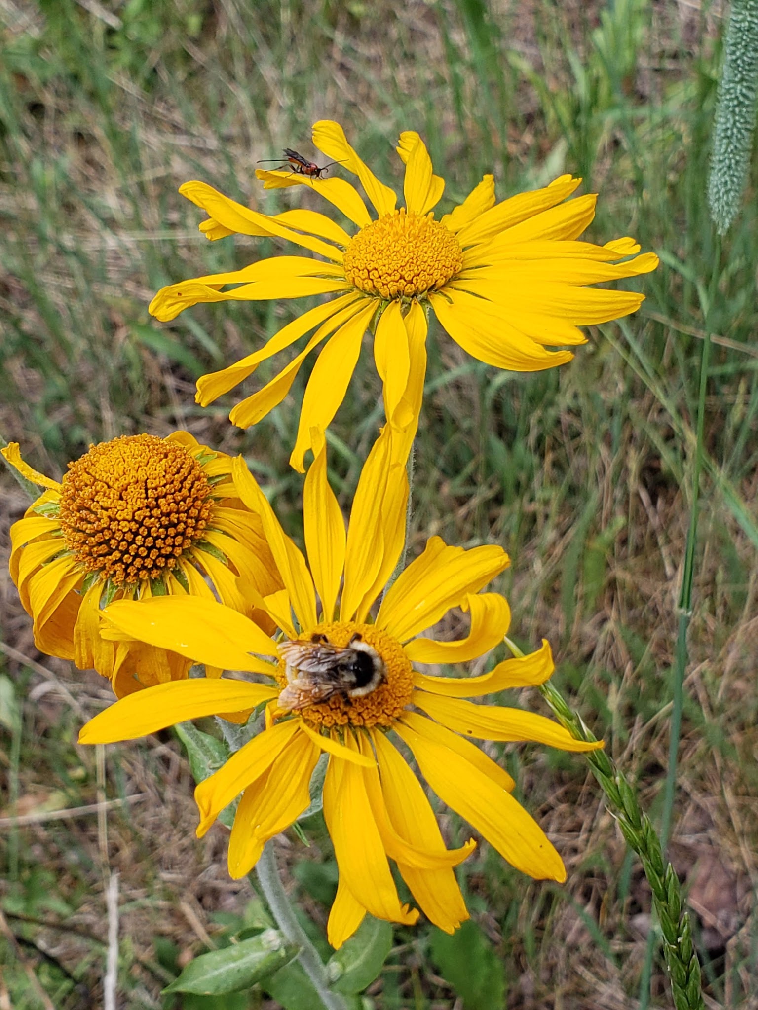 Divide Forks Campground - Grand Valley Rd