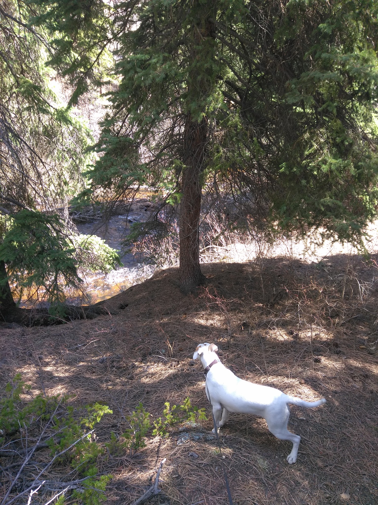 Goose Creek Campground