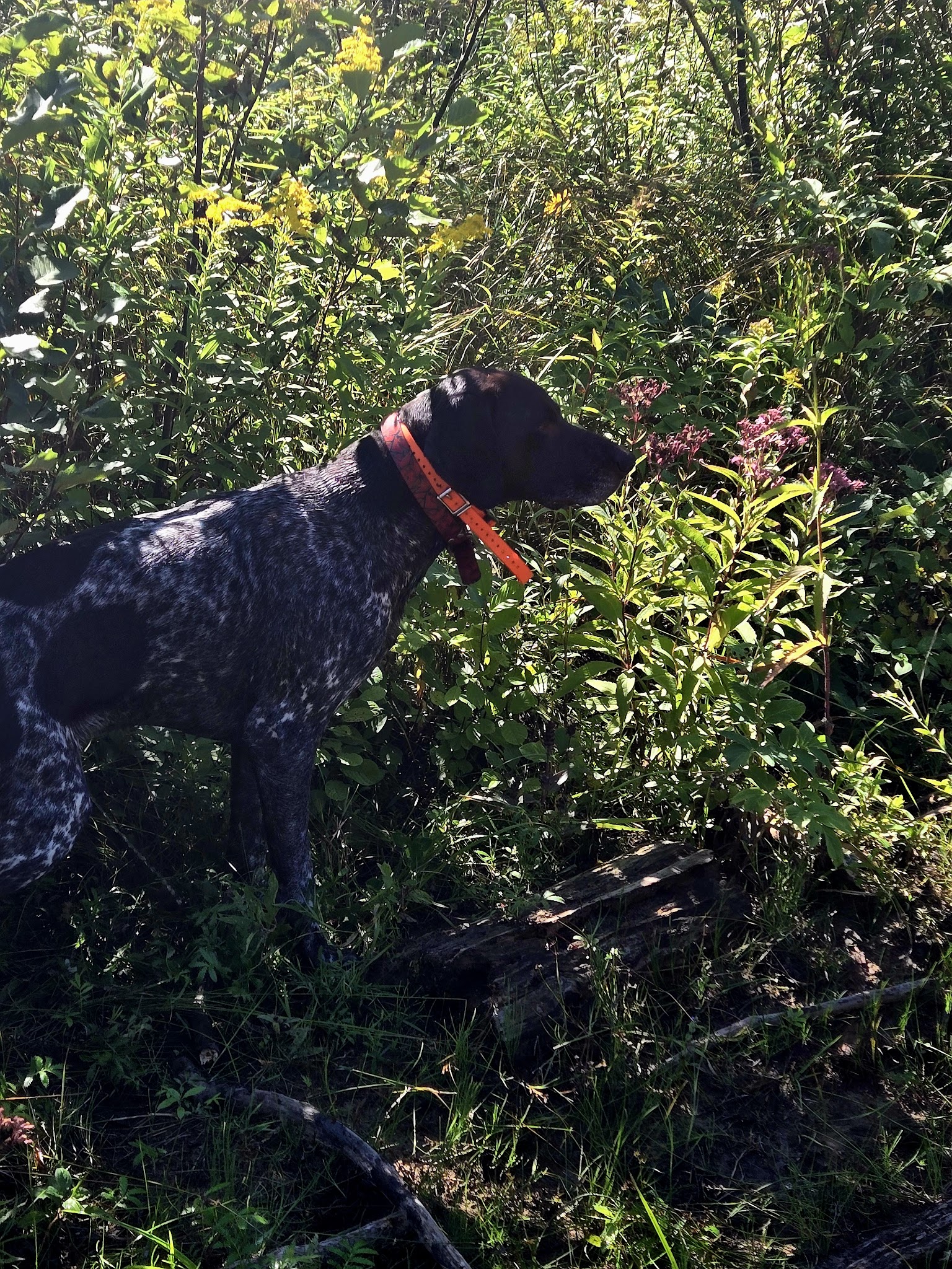 Haakwood State Forest Campground