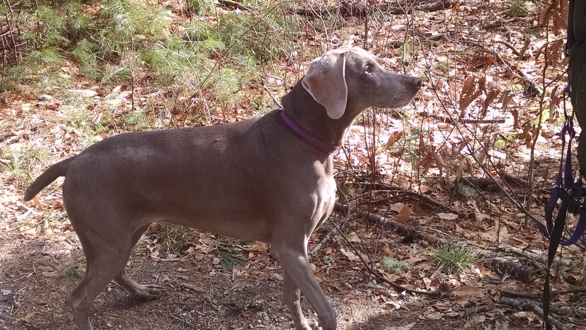 Frosty Hollow Shelter Camping Area