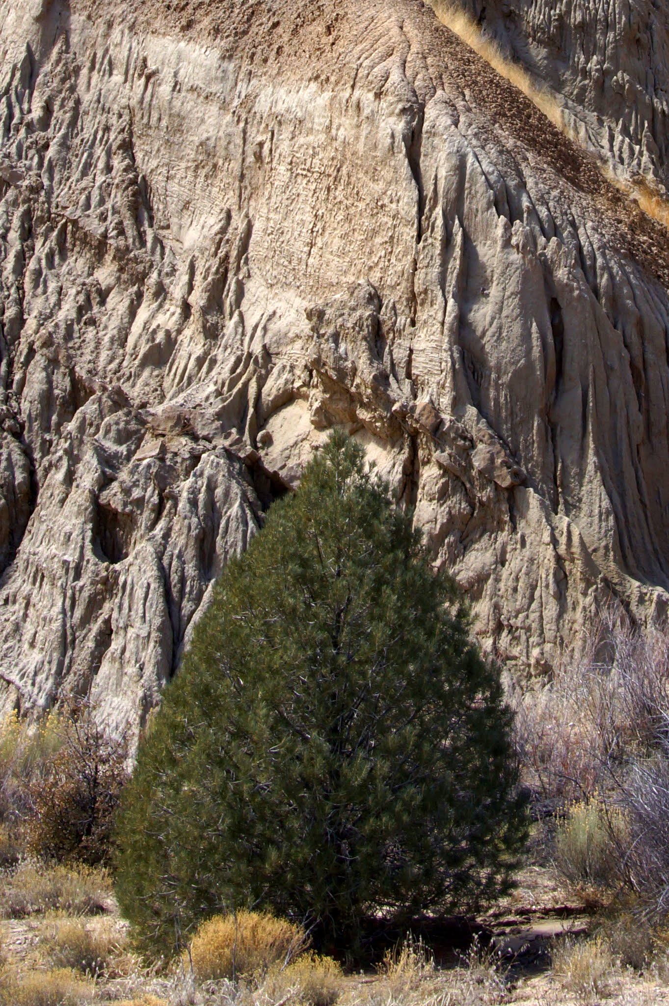Dome Springs Campground