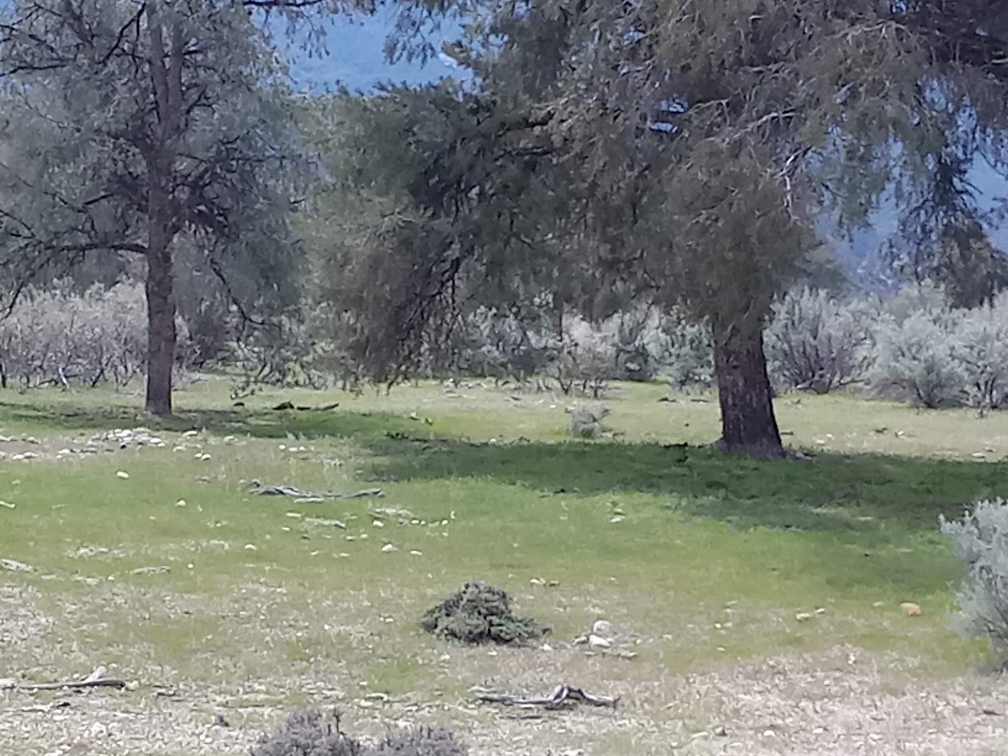 Dome Springs Campground