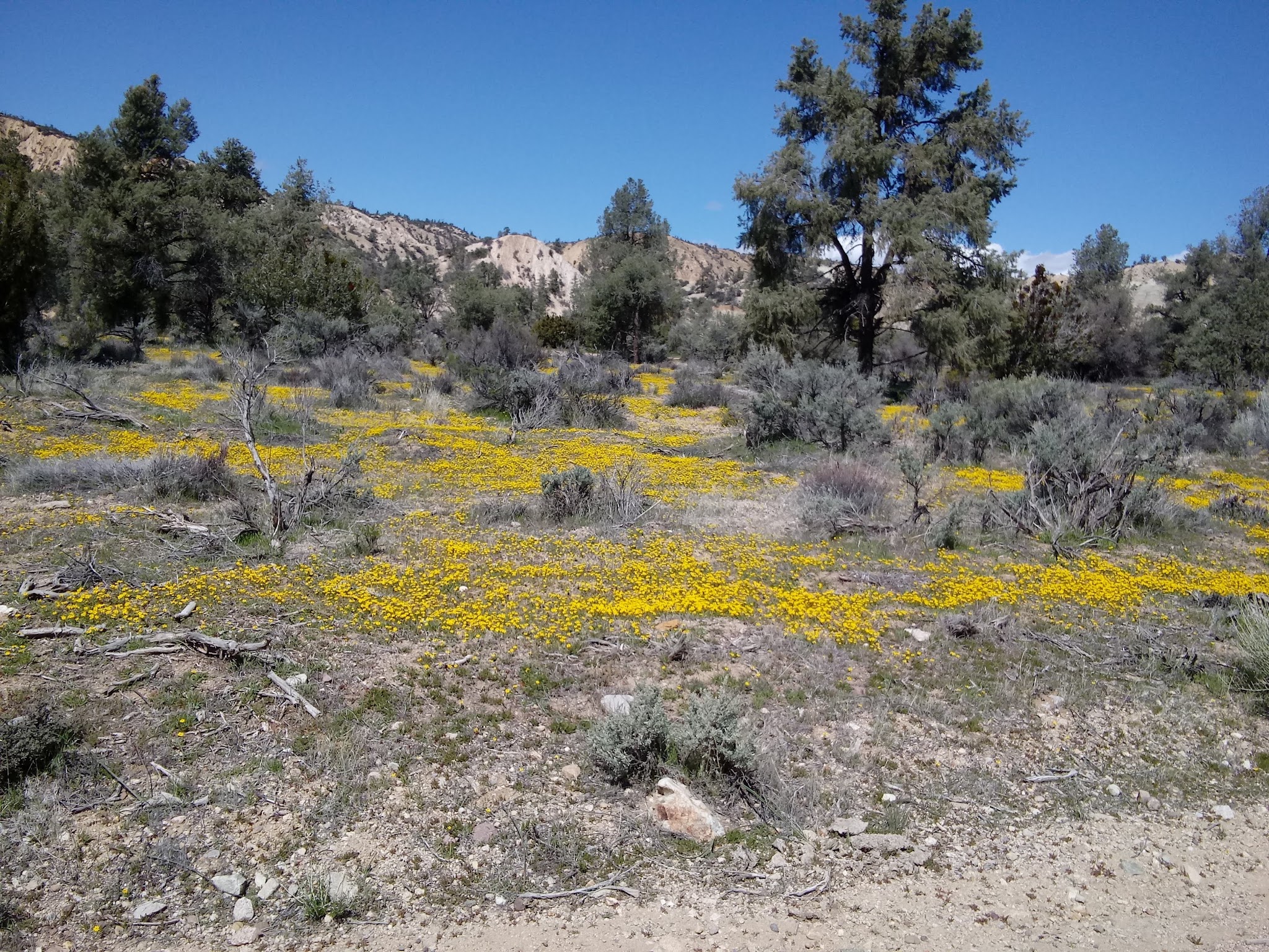 Dome Springs Campground