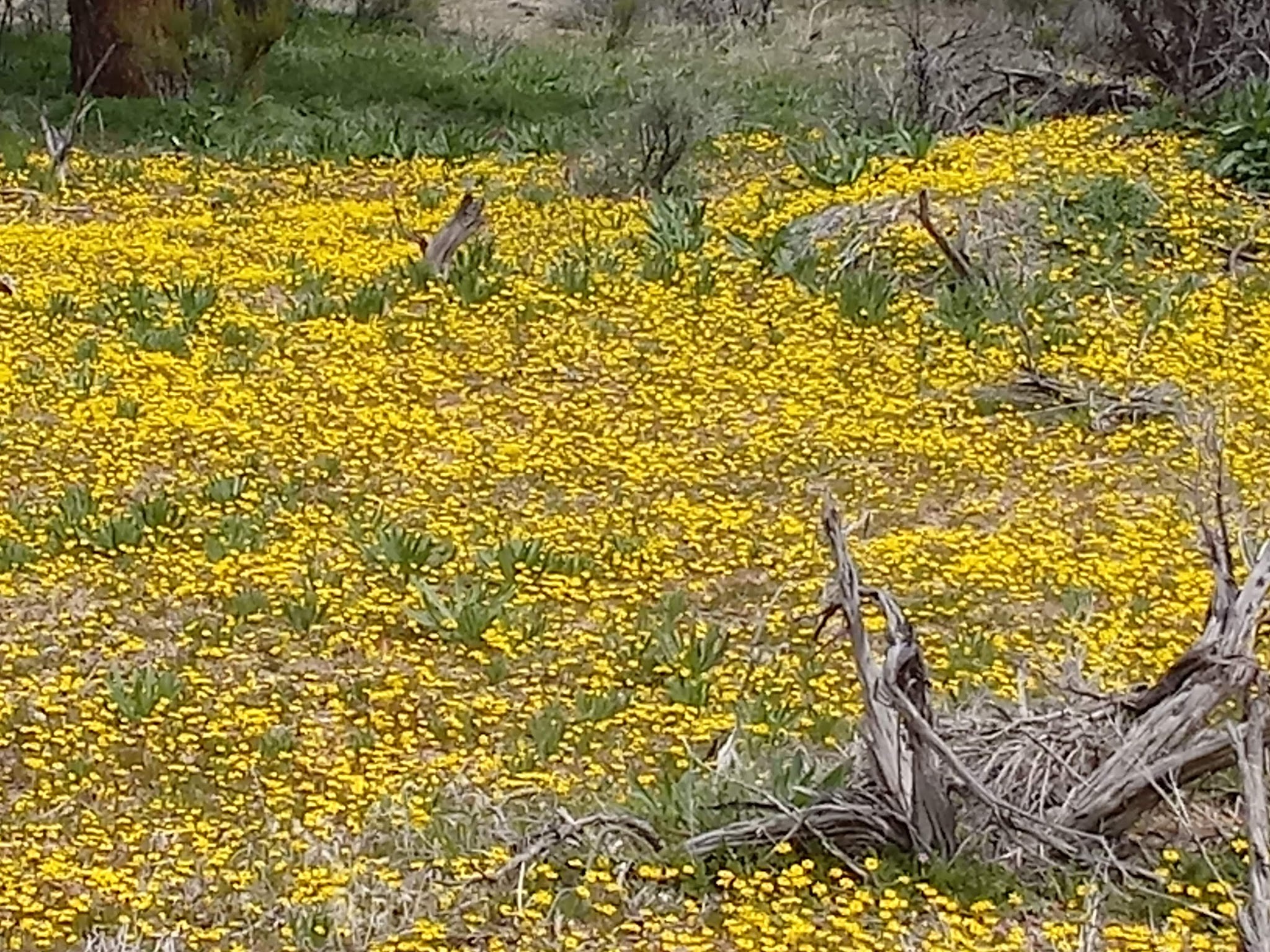 Dome Springs Campground