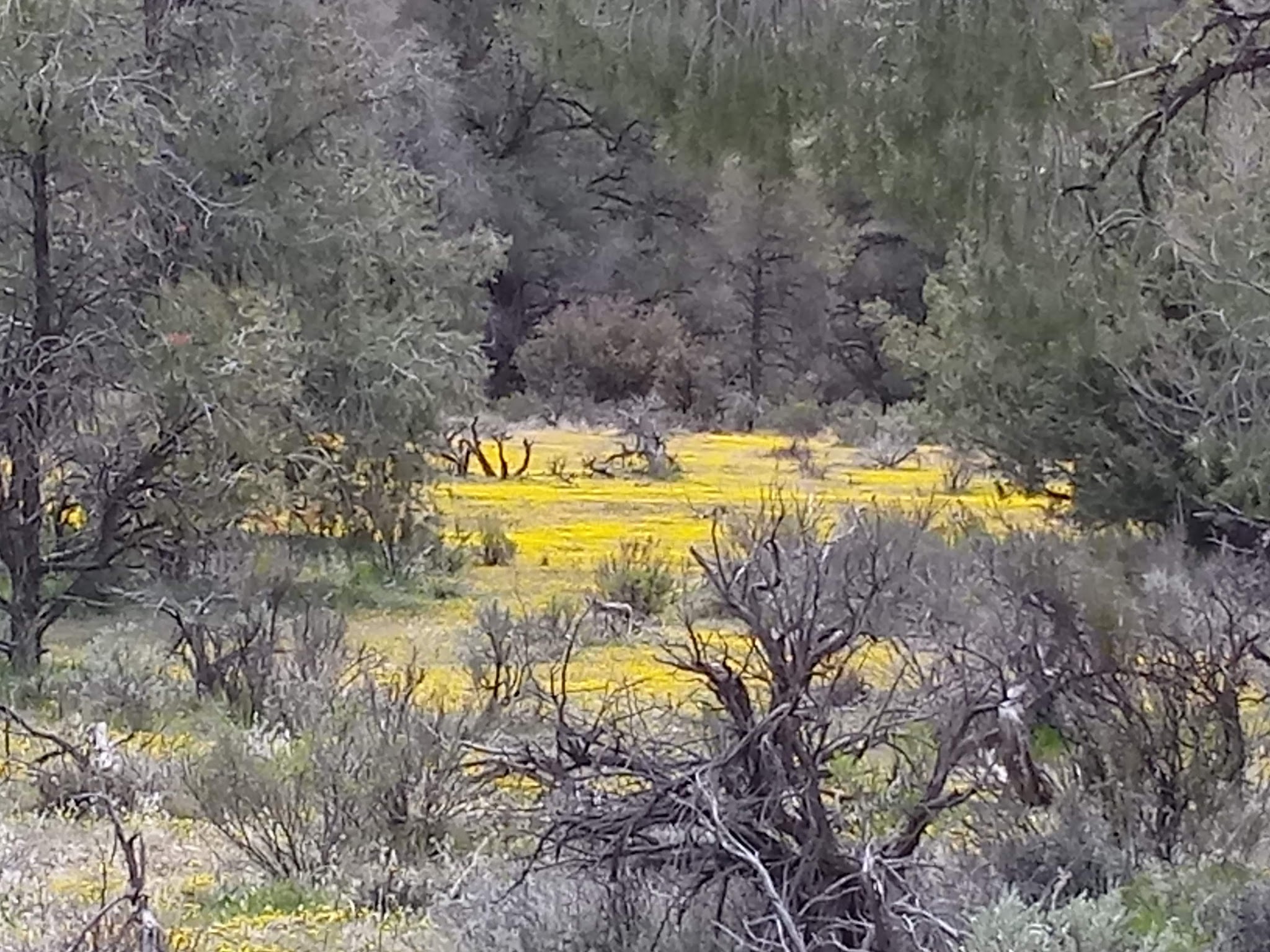 Dome Springs Campground