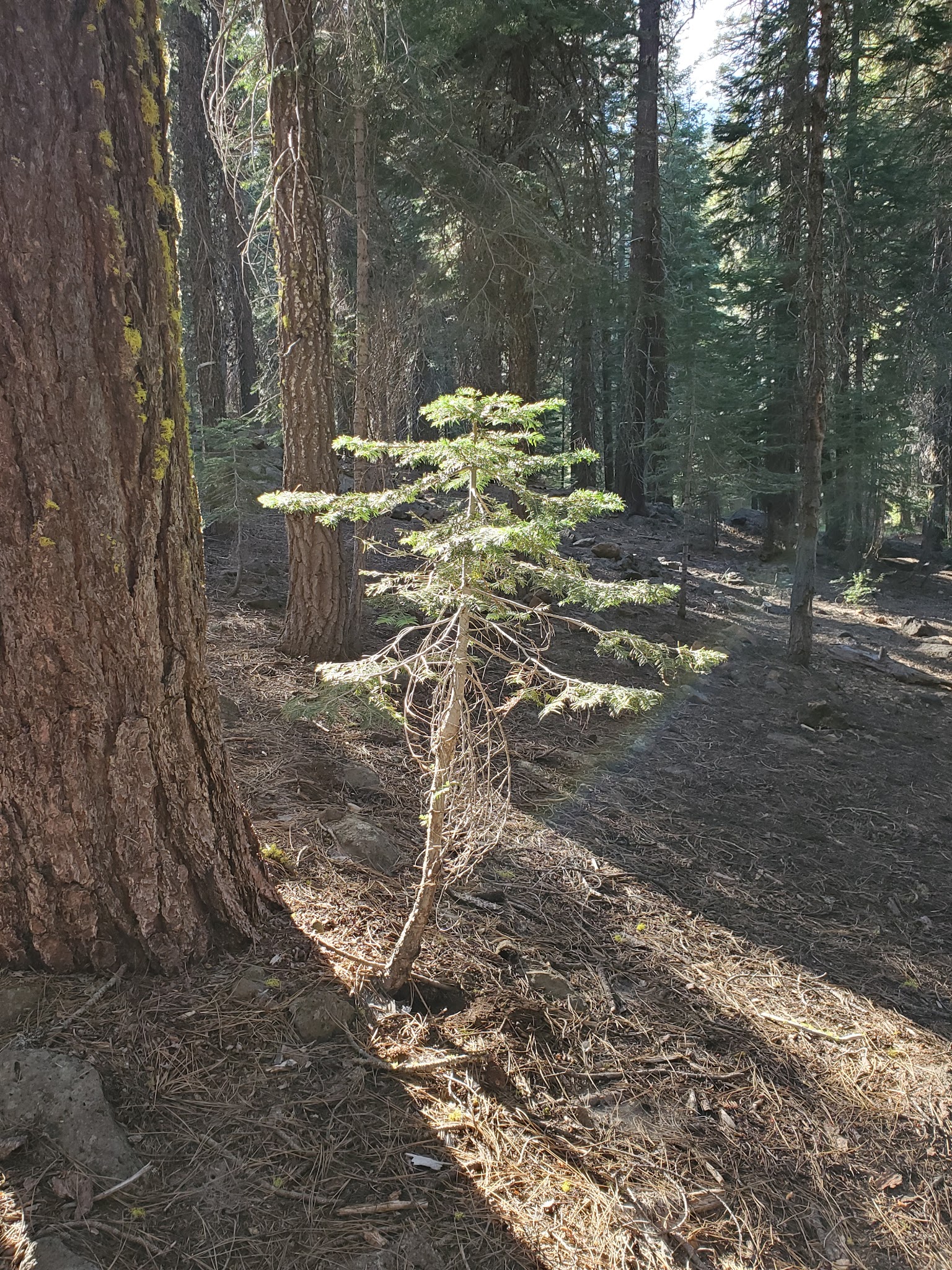 Domingo Springs Campground