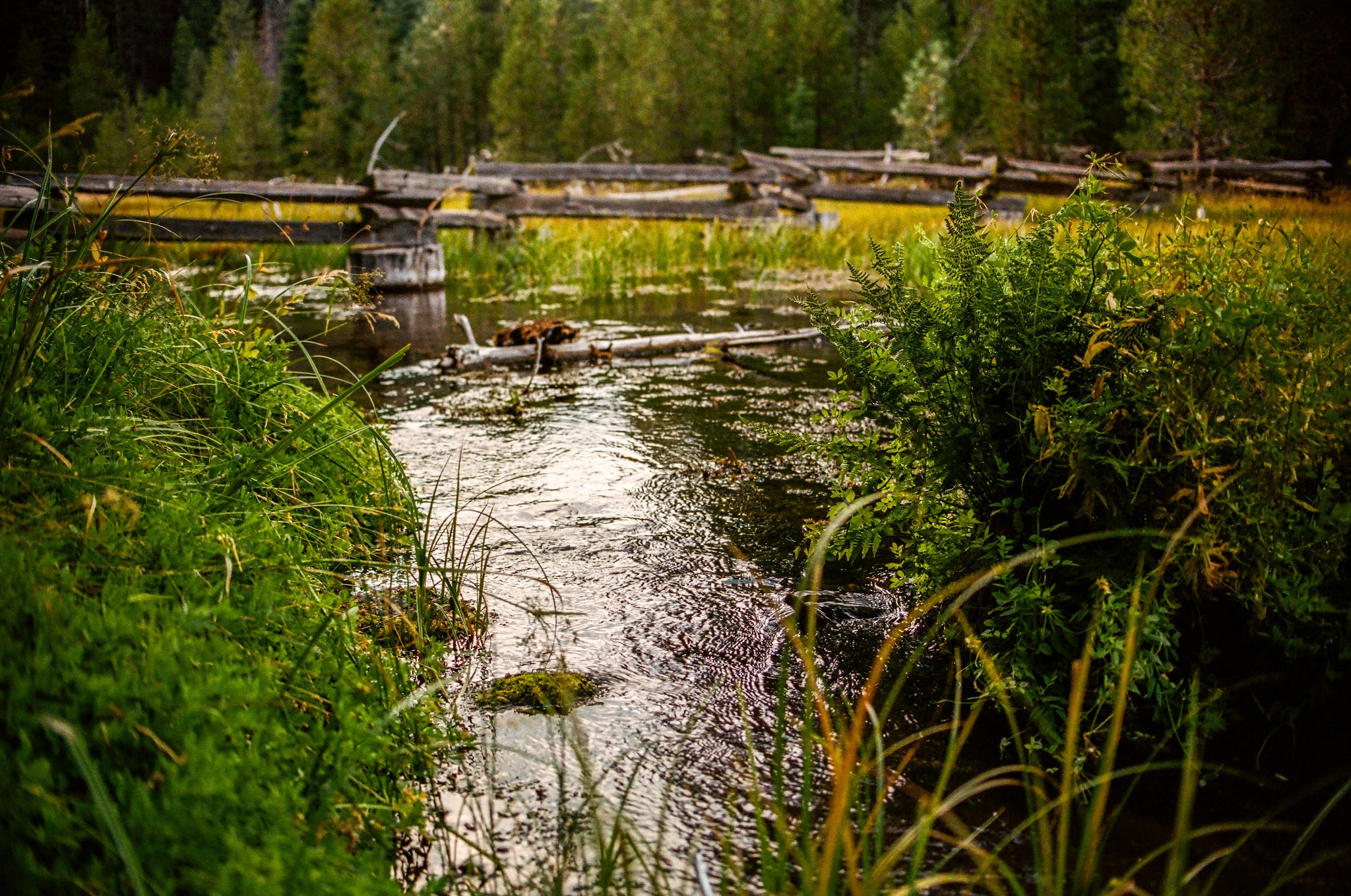Domingo Springs Campground