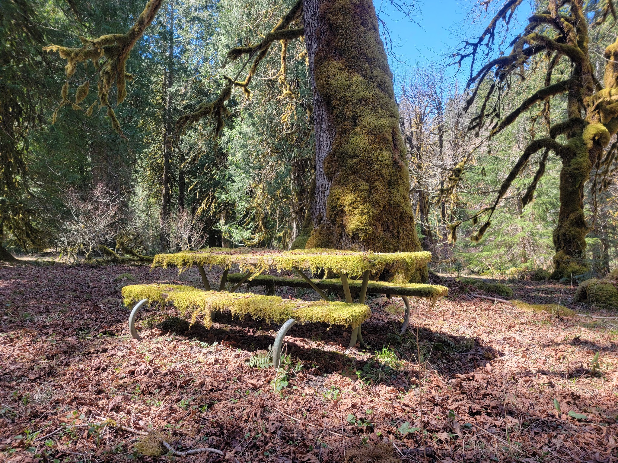 Dosewallips Campground (Walk-In Only)