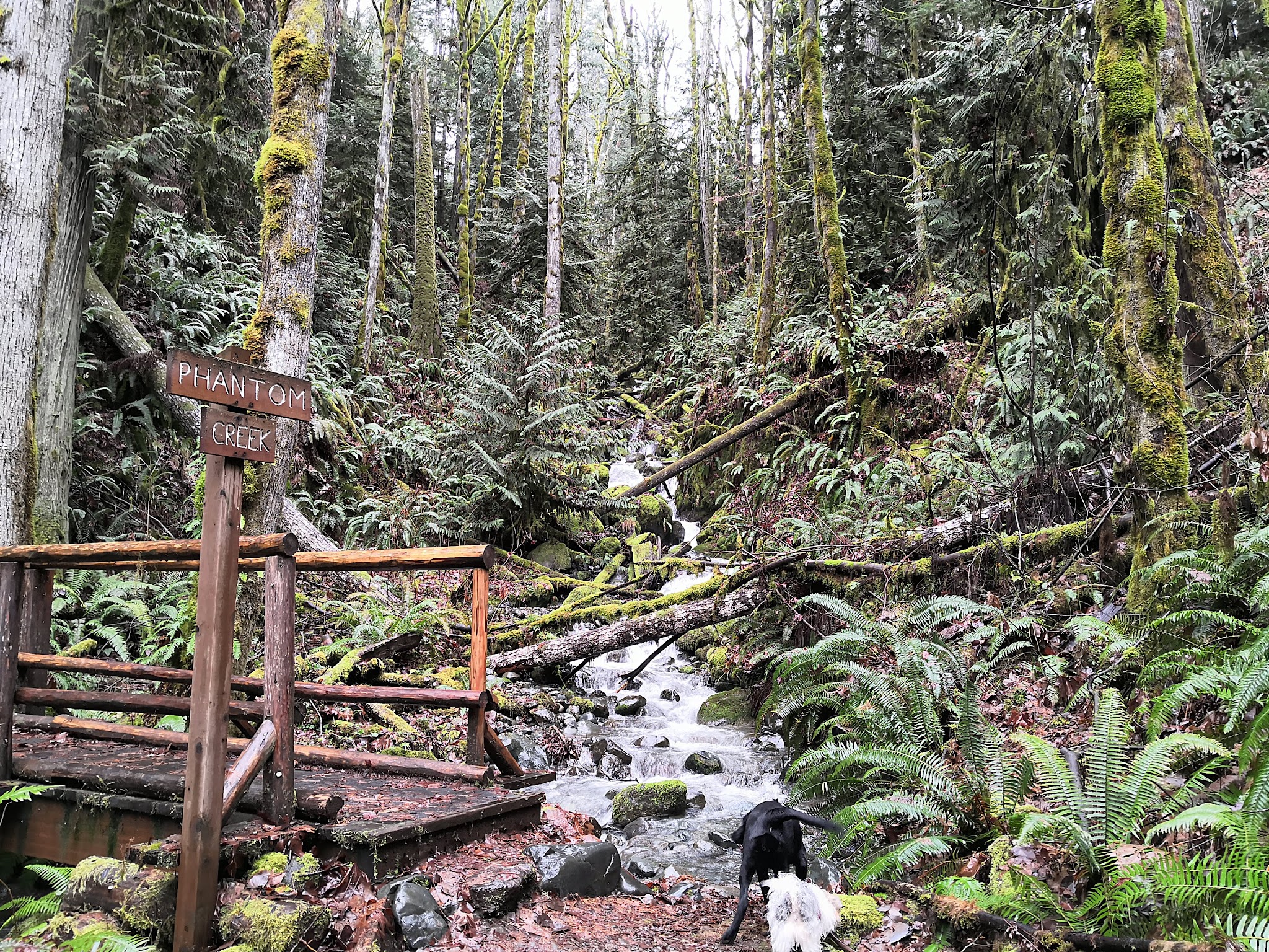 Dosewallips State Park