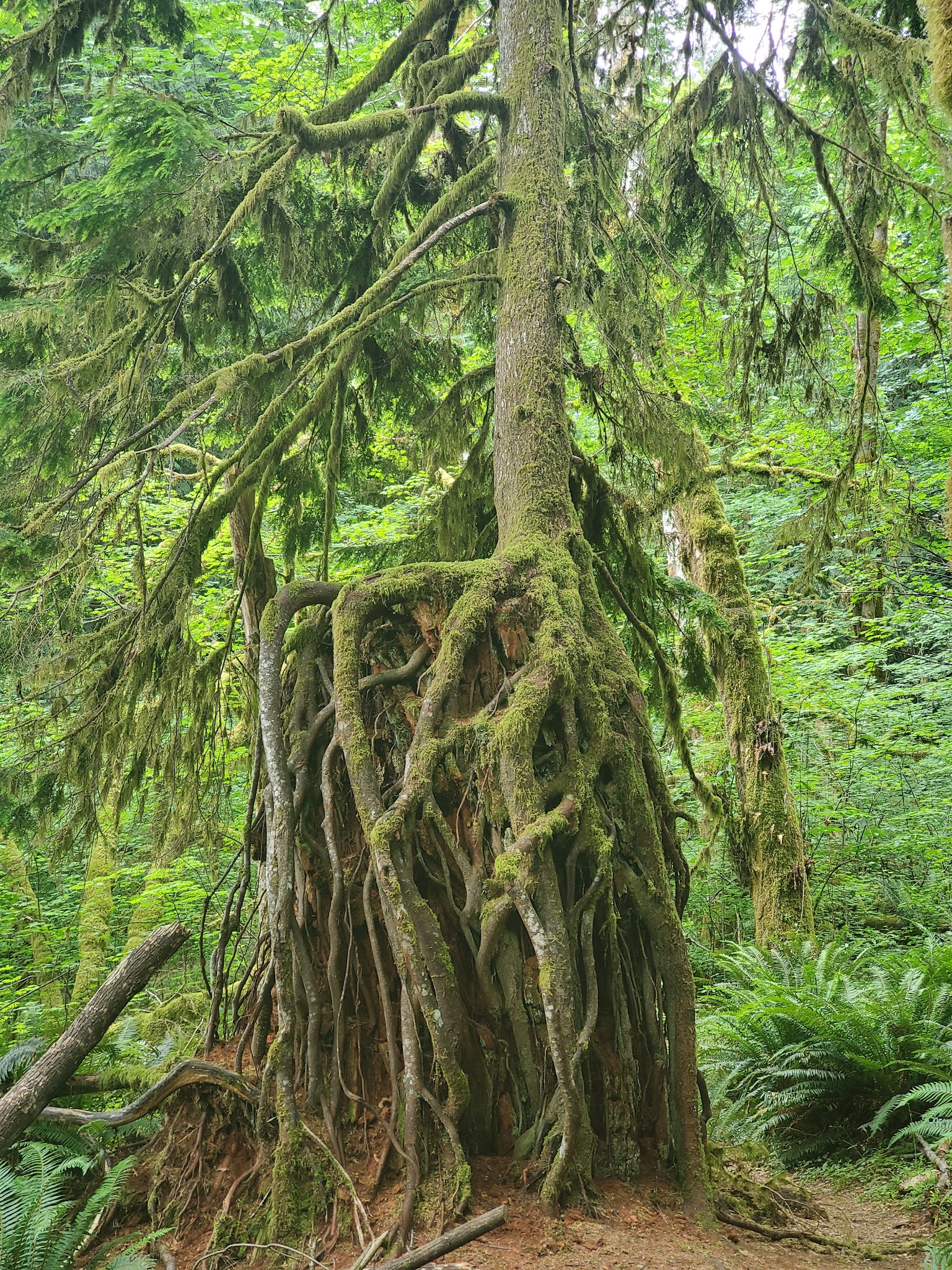 Dosewallips State Park