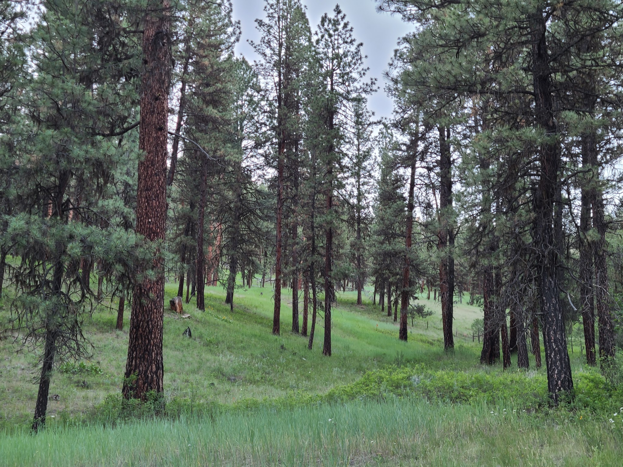 Driftwood Campground
