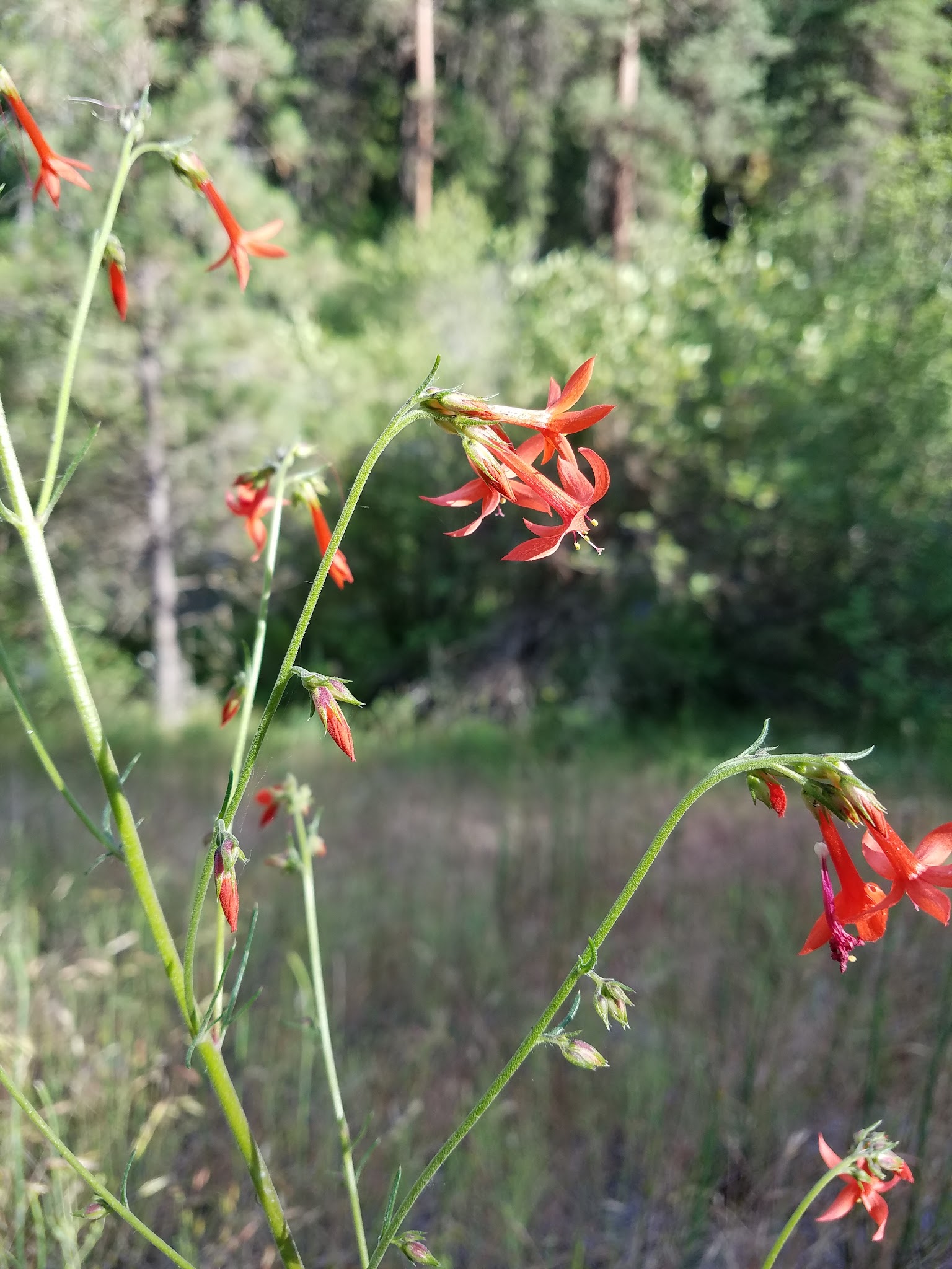 Driftwood Campground