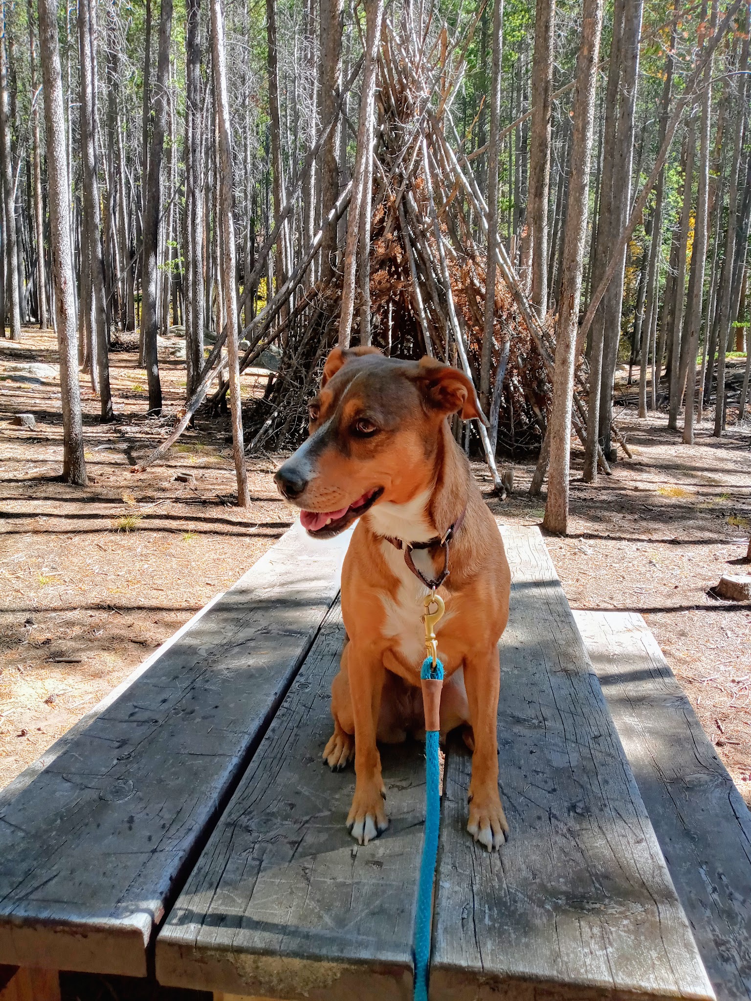 Whiteside Picnic Area