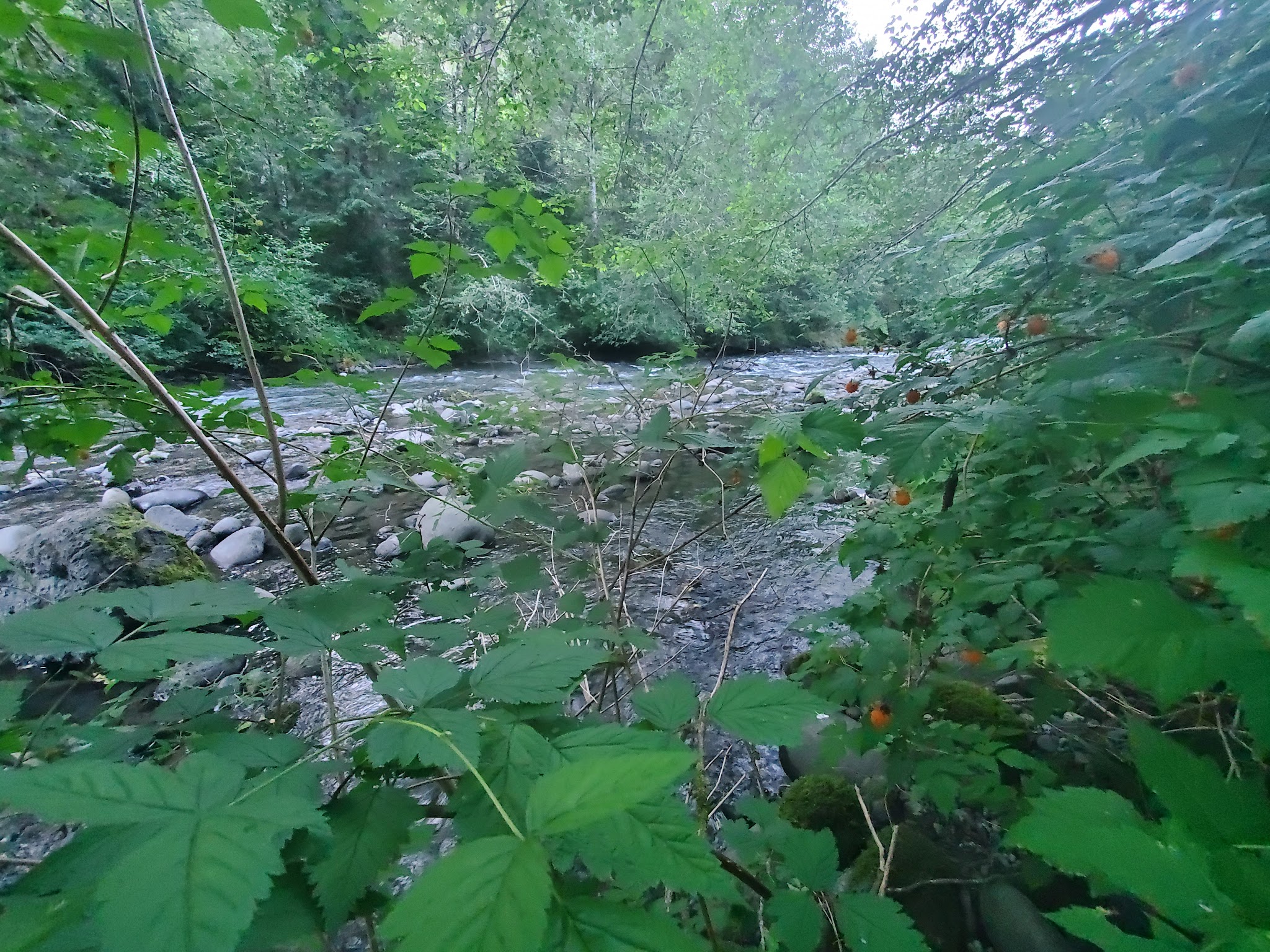 Dungeness Forks Campground