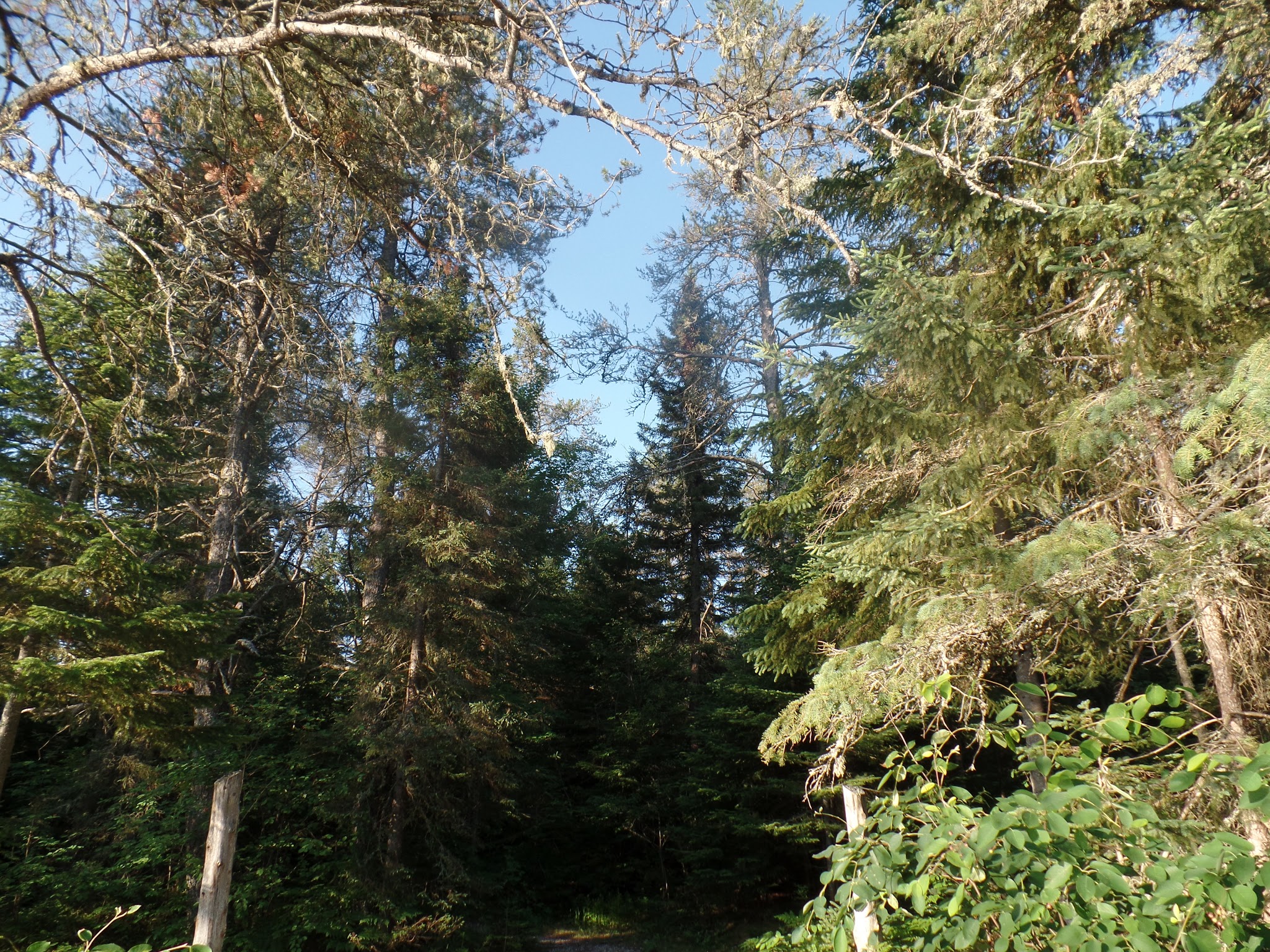 East Branch Of Fox River State Forest Campground