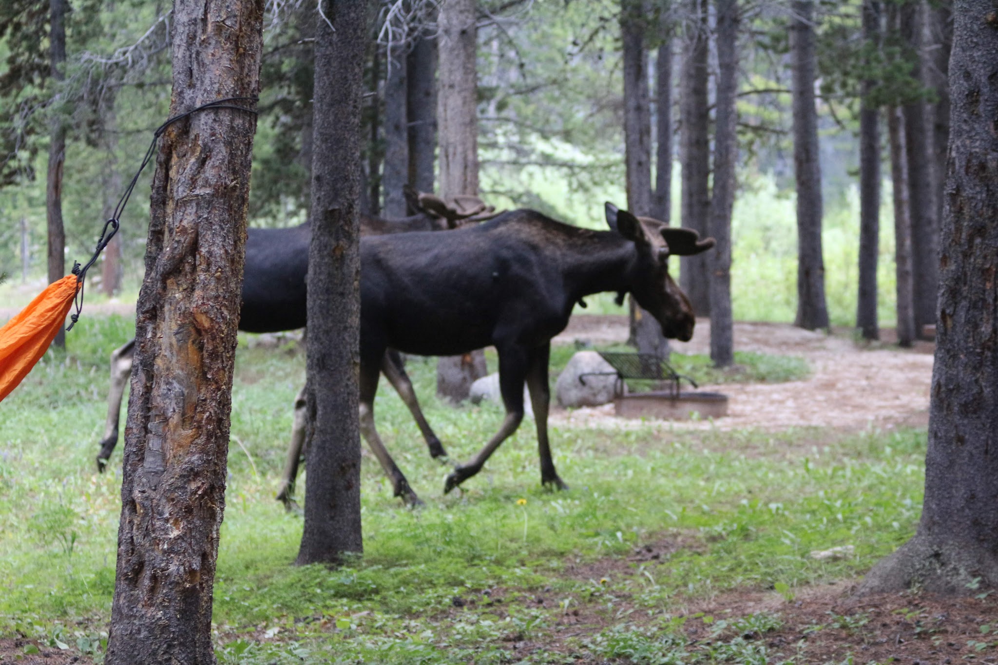 East Fork Campground