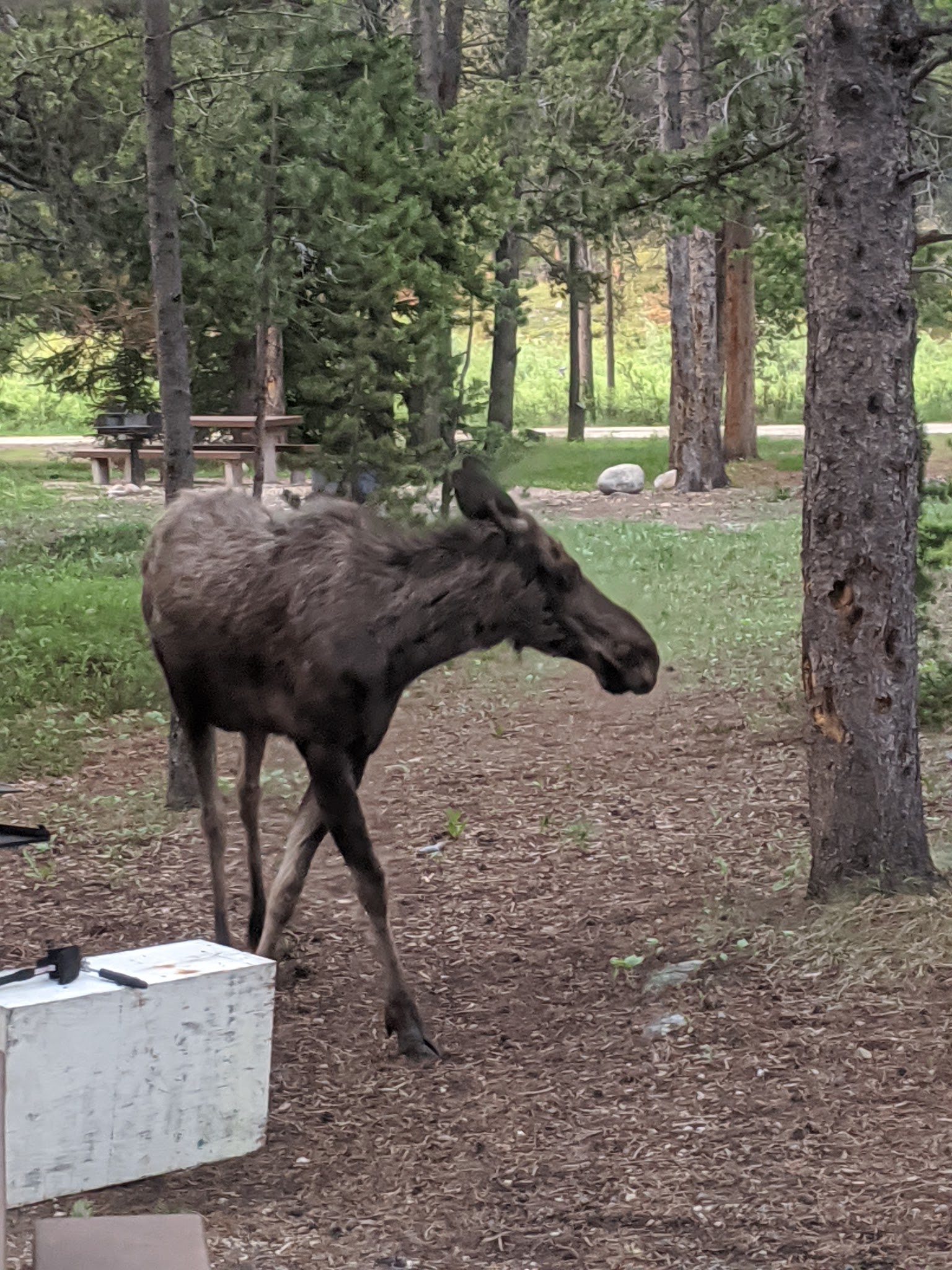 East Fork Campground
