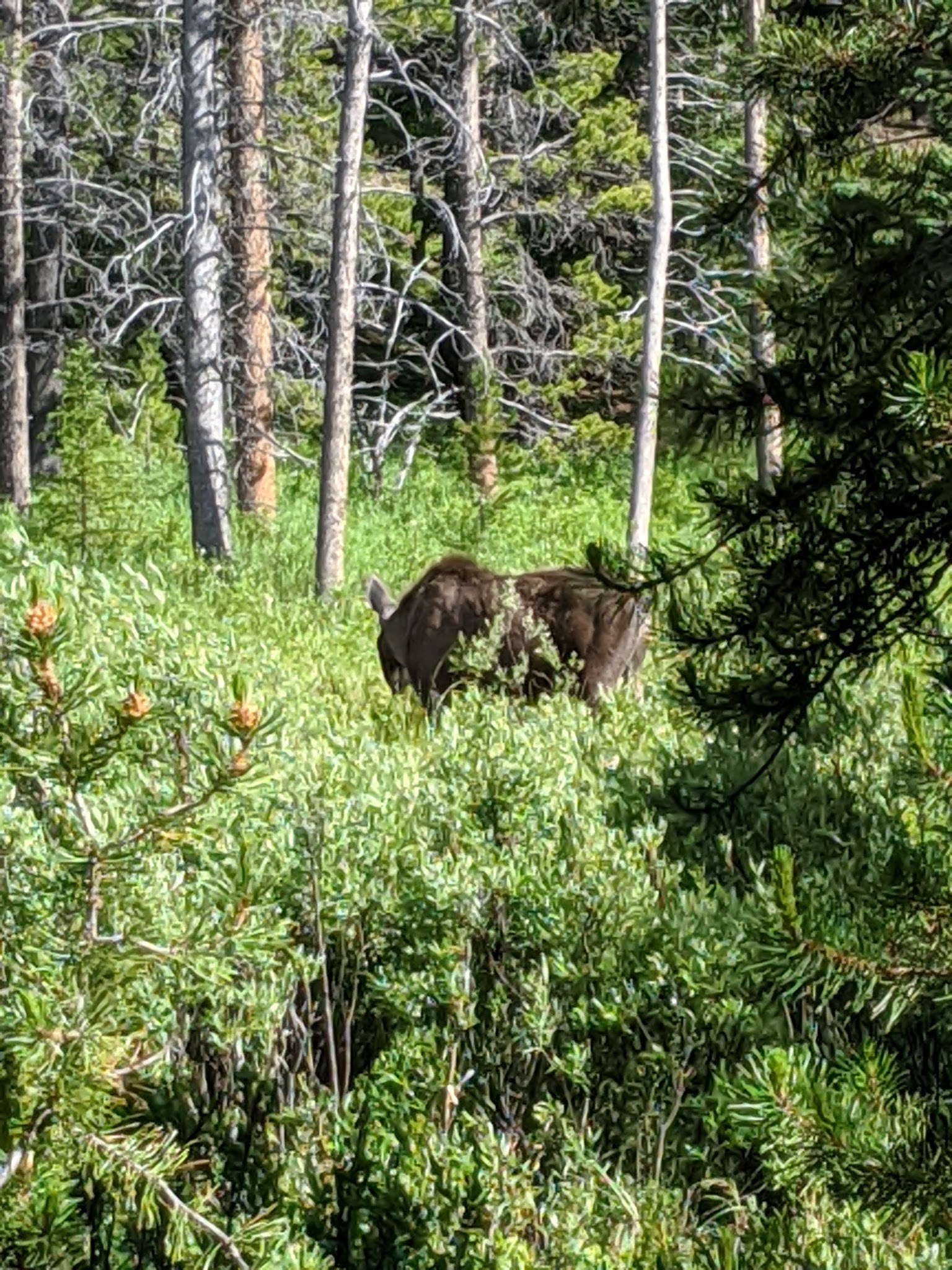 East Fork Campground