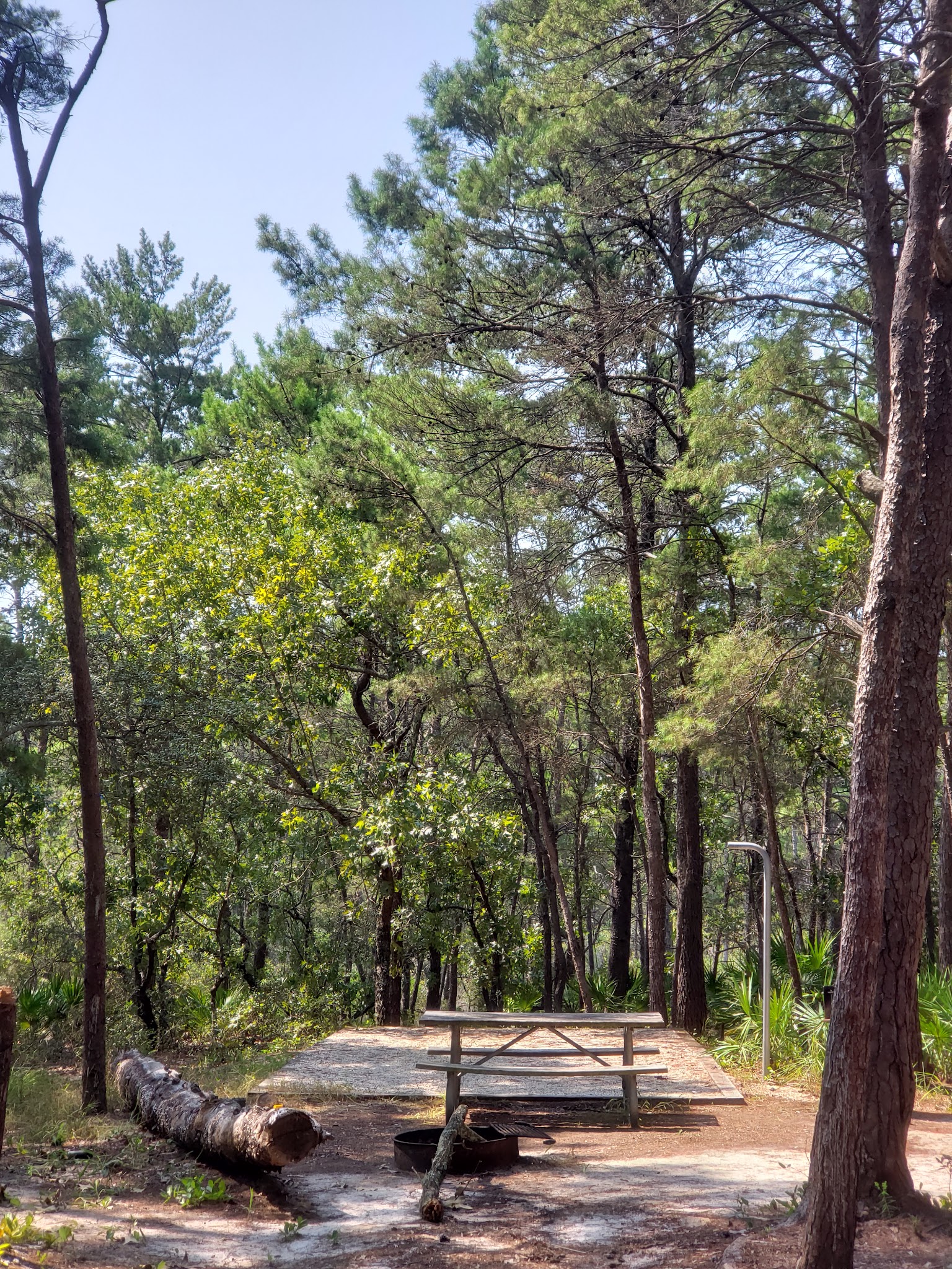 Eastern Lake Campground 1 Point Washington  State Forest