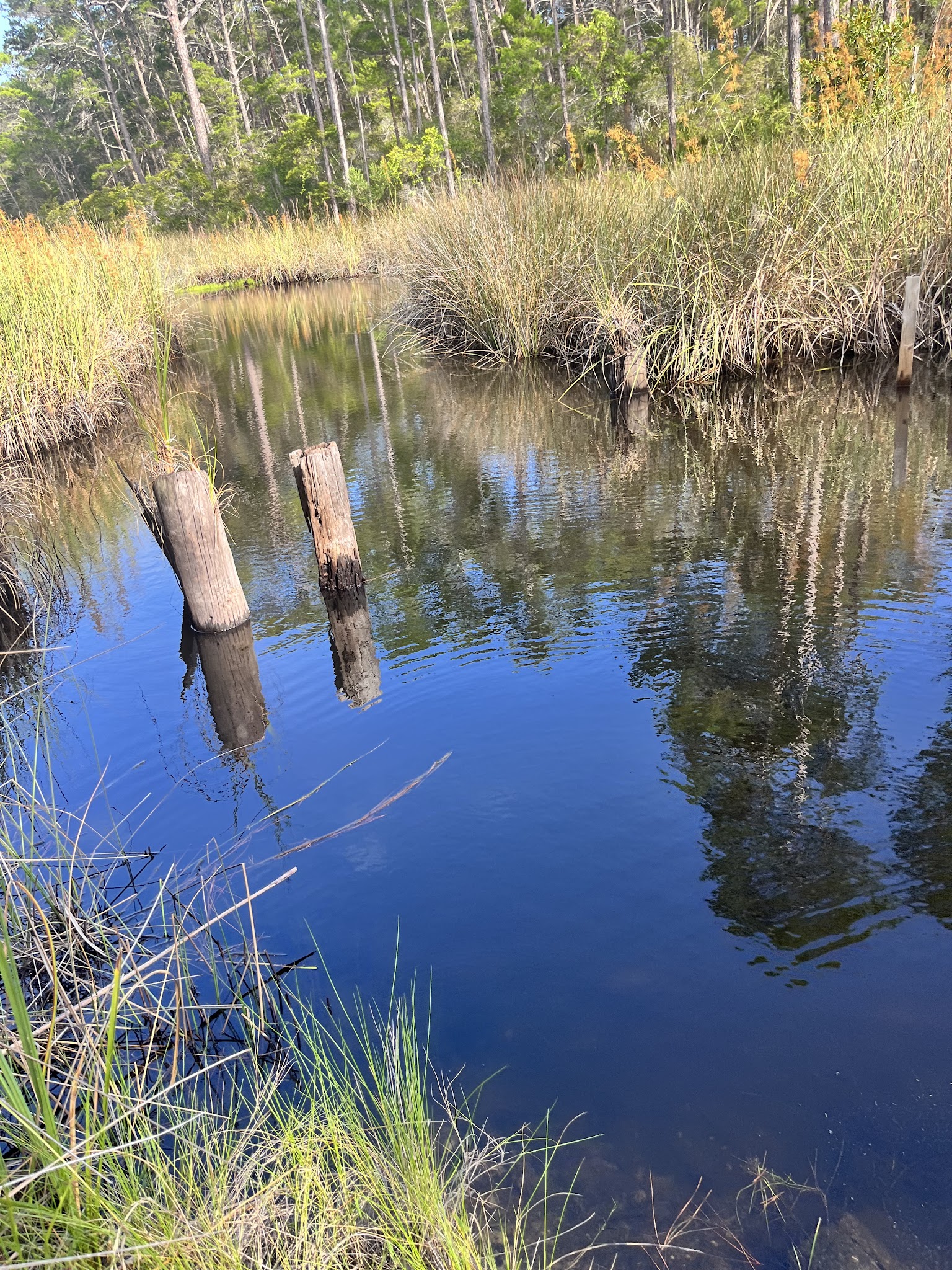 Eastern Lake Campground 1 Point Washington  State Forest