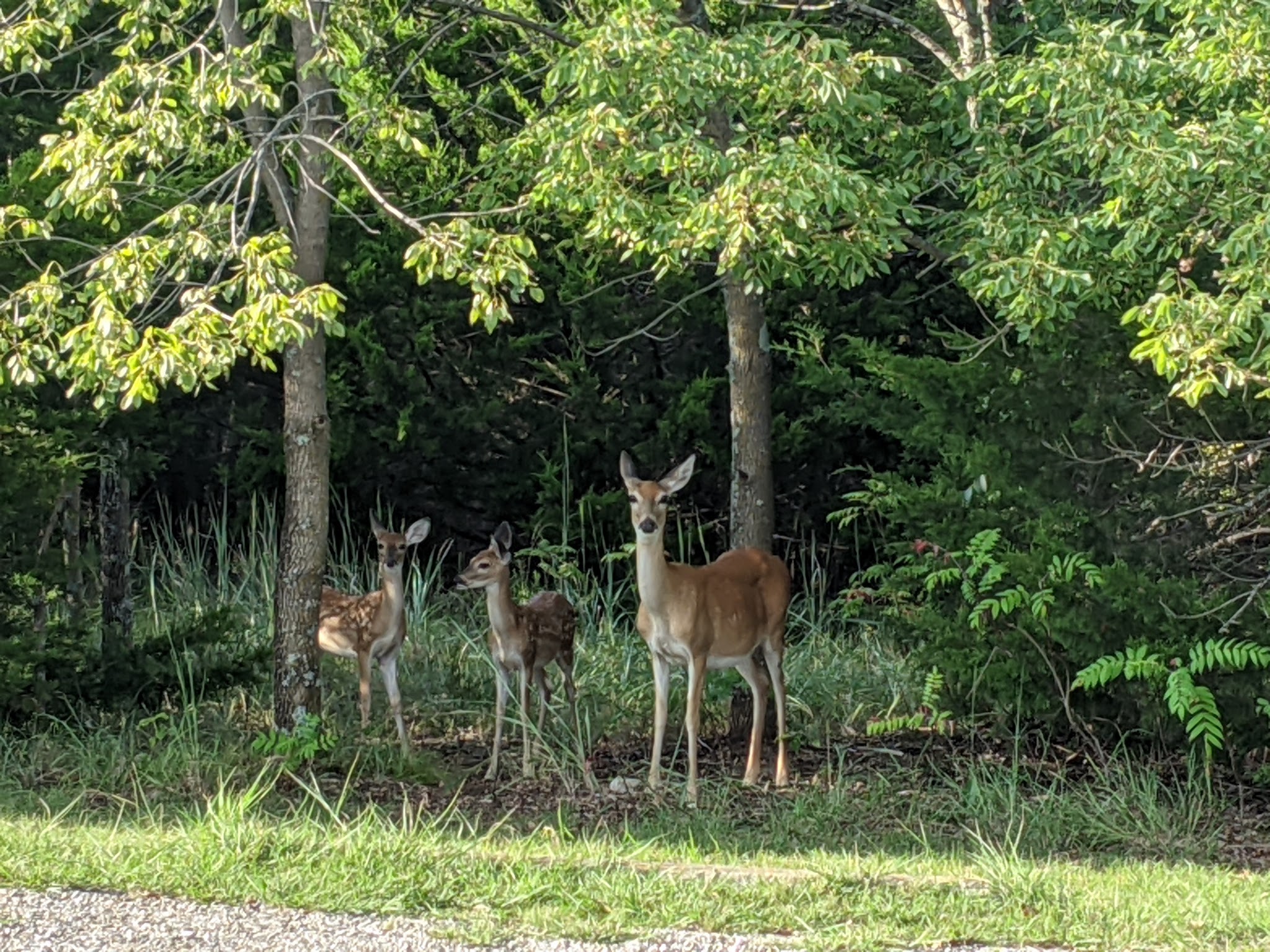 Eisenhower State Park