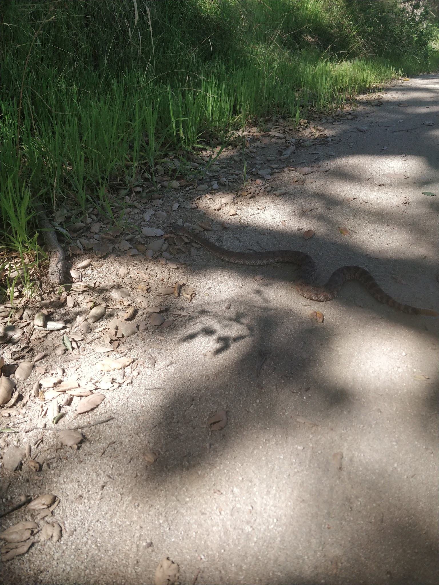 El Cariso Campground