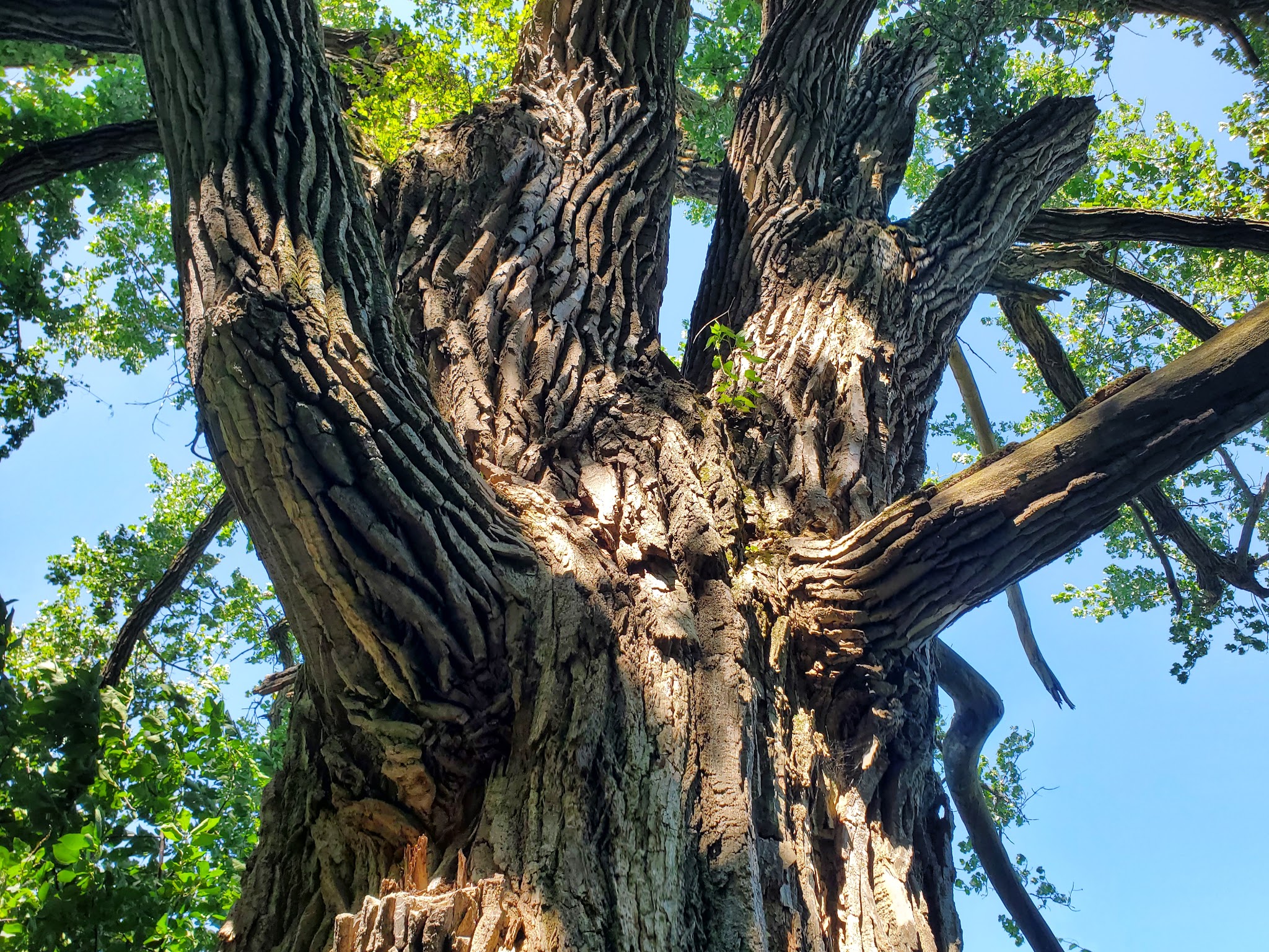 Elinor Bedell State Park