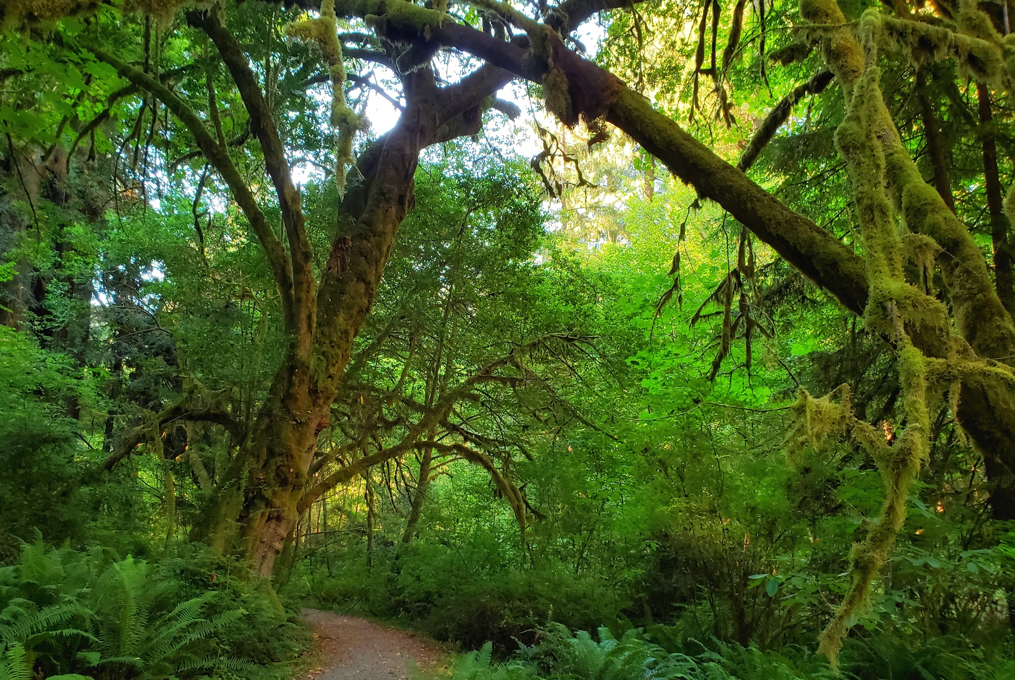 Prairie Creek Redwoods State Park Elk Prairie Campground