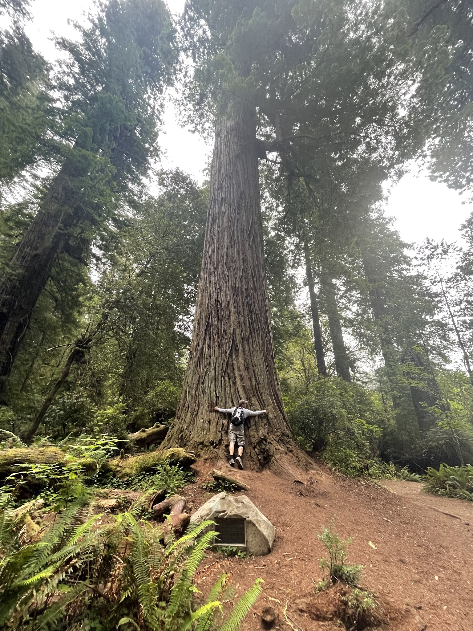 Prairie Creek Redwoods State Park Elk Prairie Campground