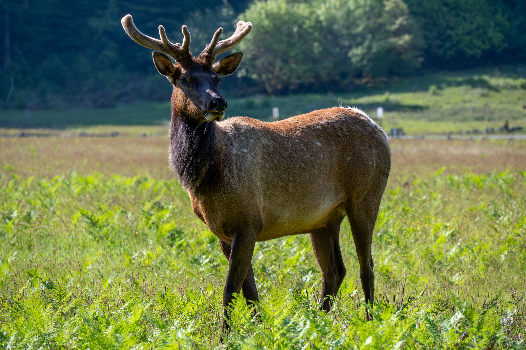 Prairie Creek Redwoods State Park Elk Prairie Campground