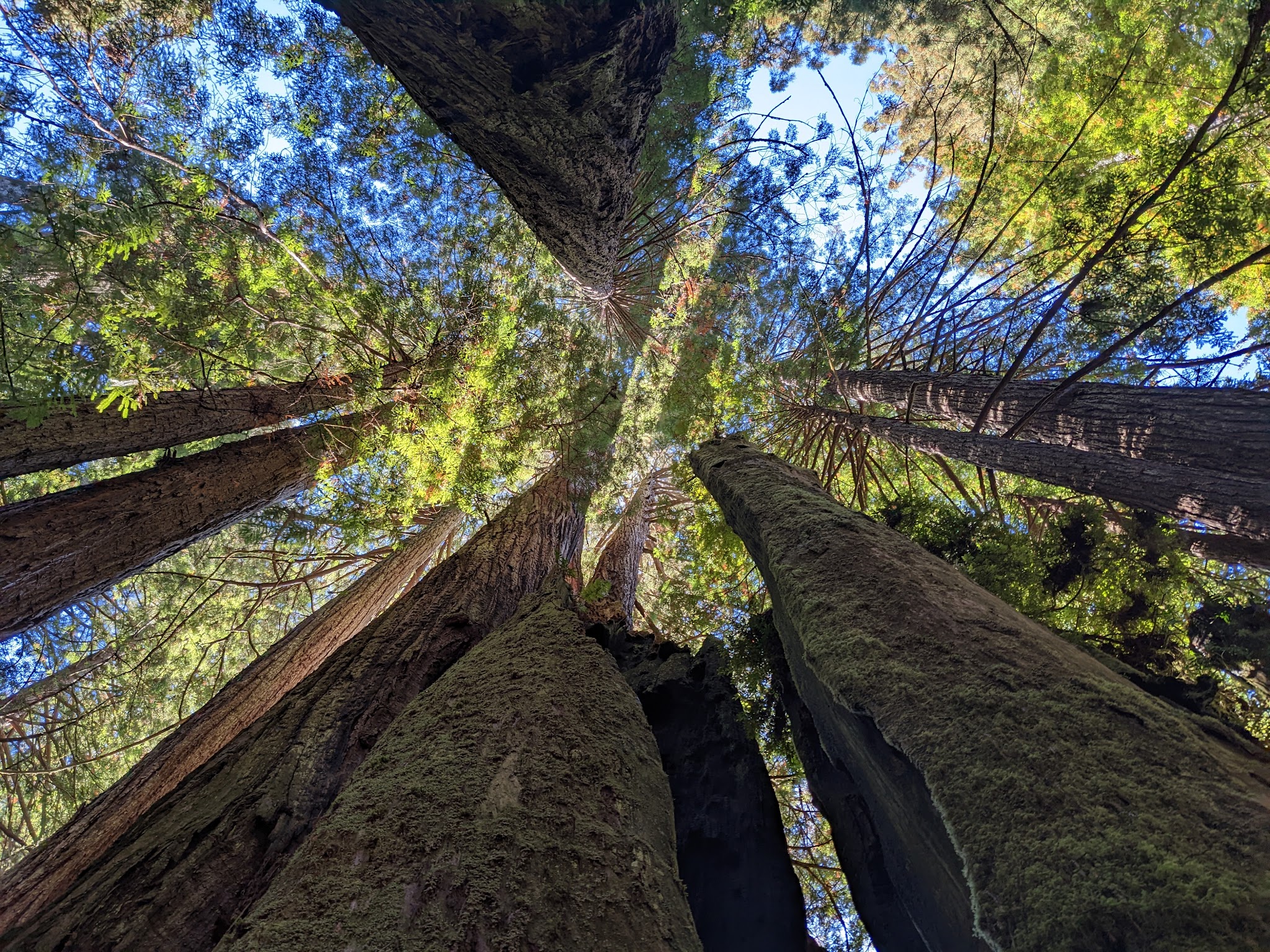 Prairie Creek Redwoods State Park Elk Prairie Campground