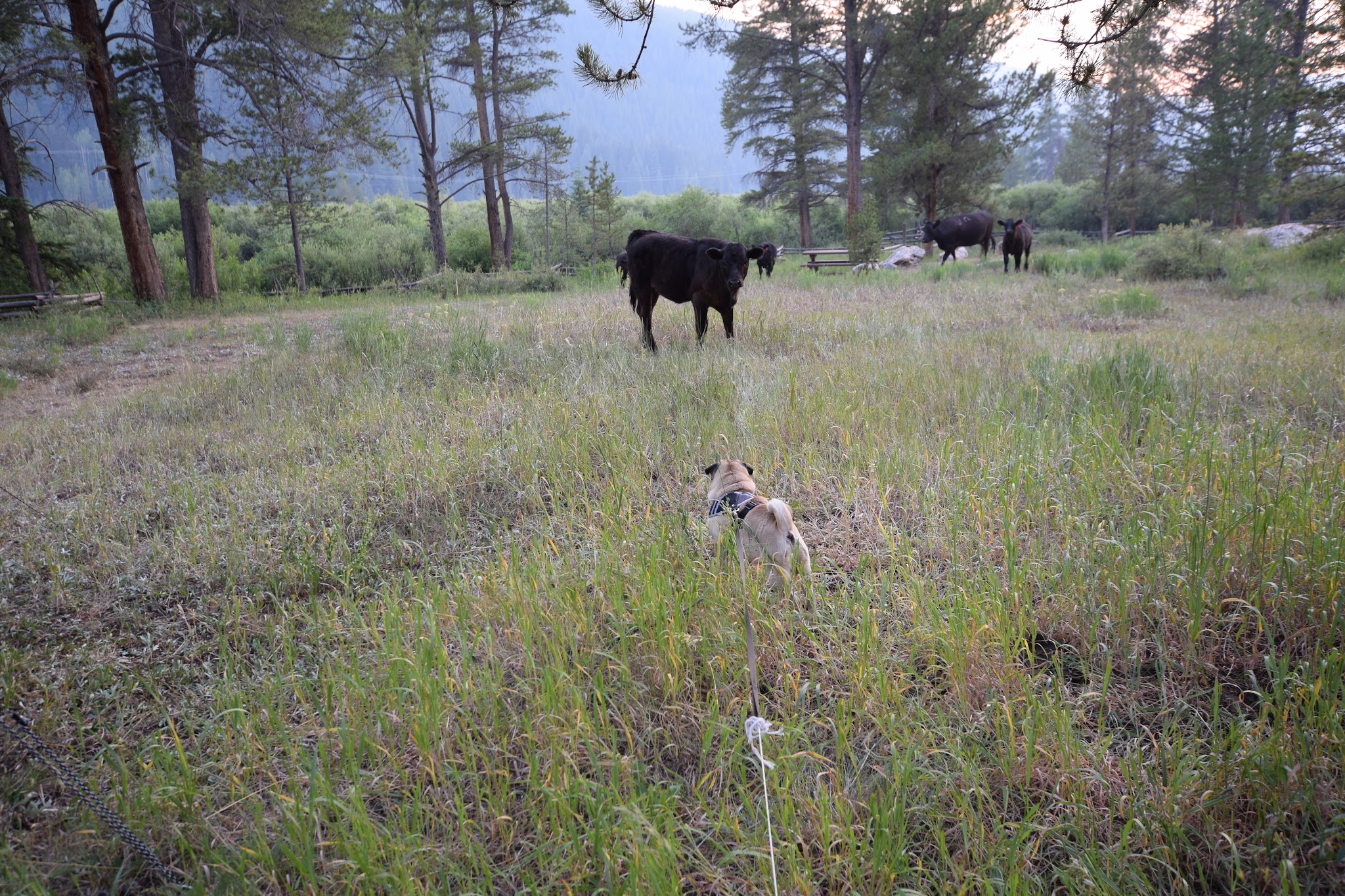 Elk Wallow Campground