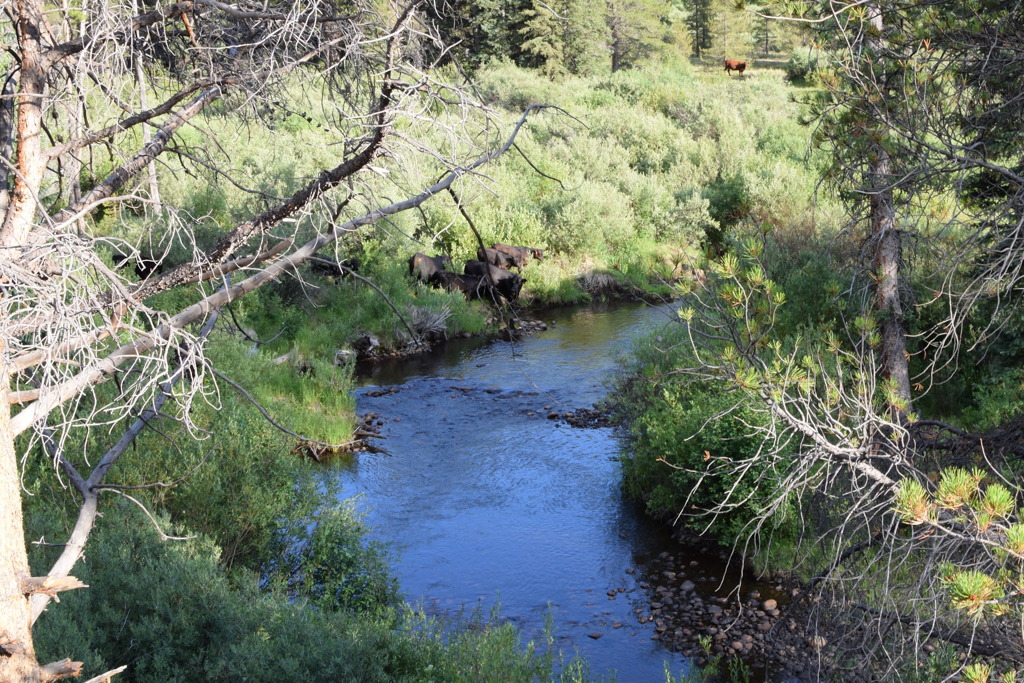 Elk Wallow Campground