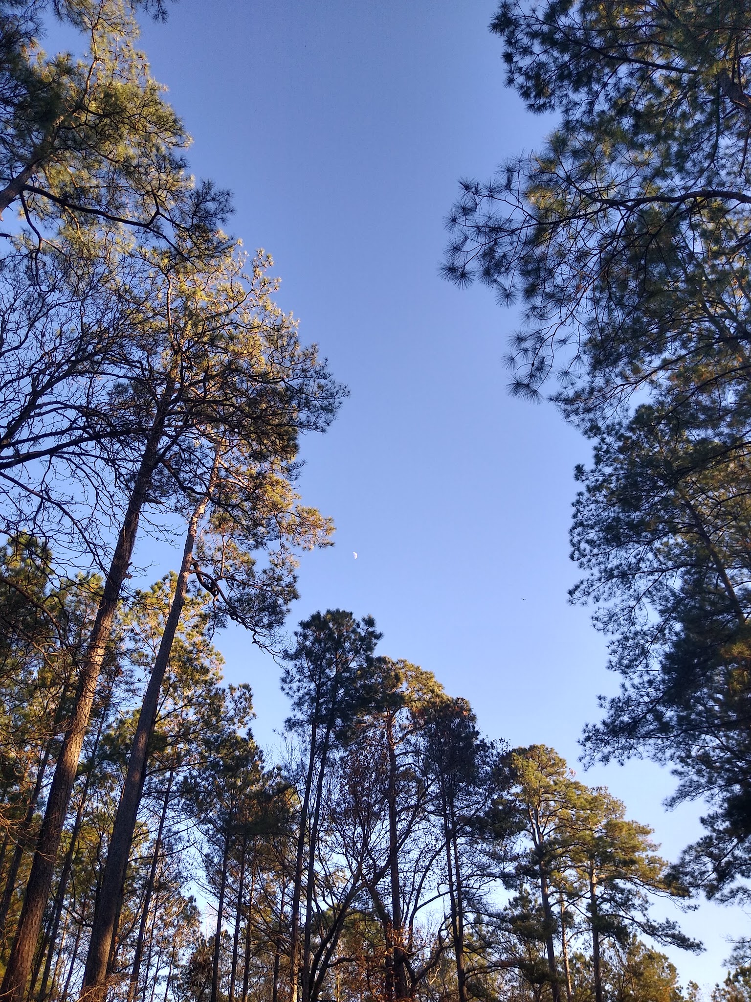 Elmwood Recreation Area