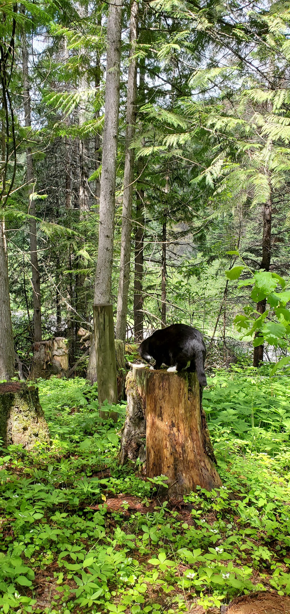 Emerald Creek Campground