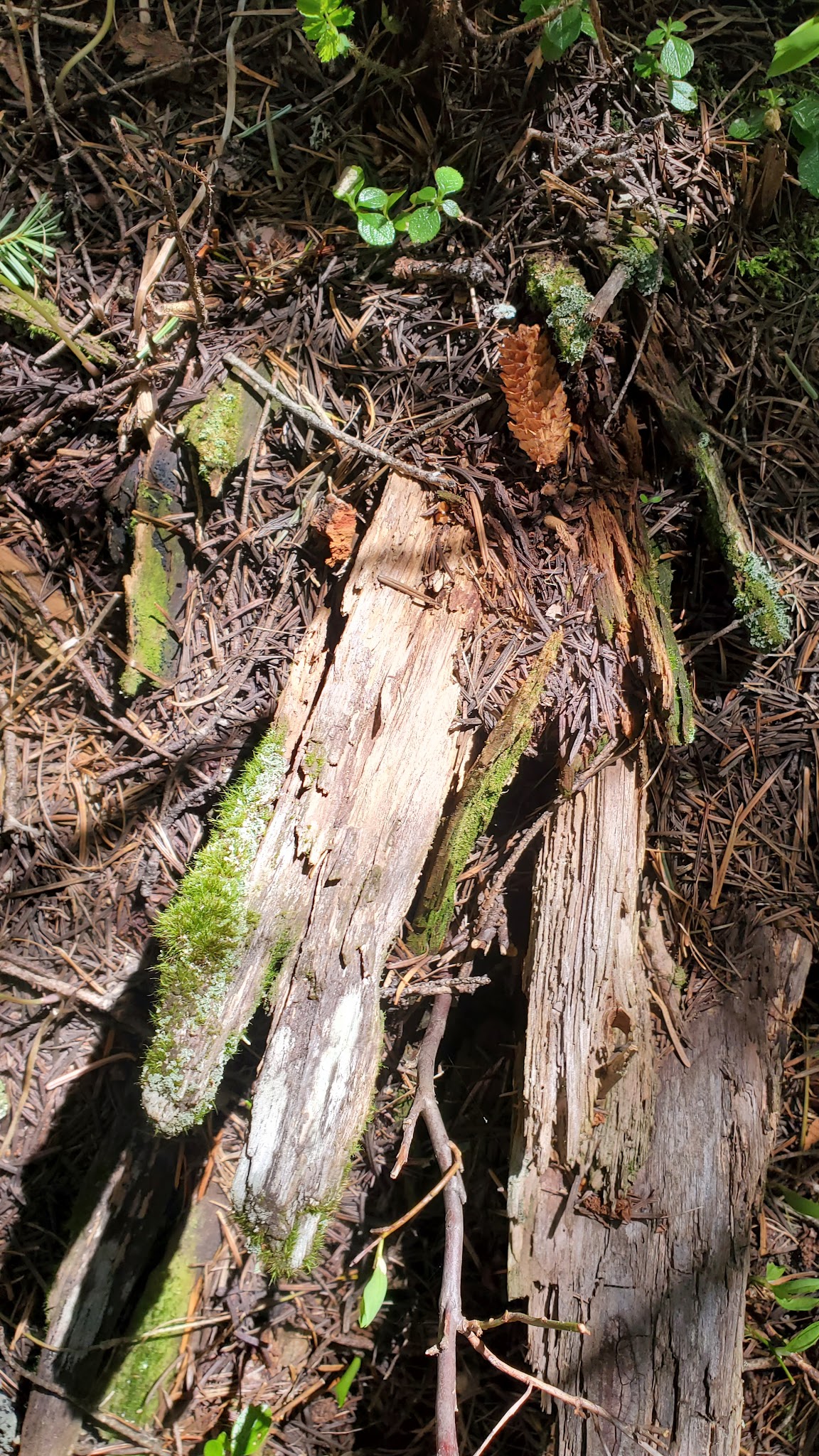 Emigrant Springs State Heritage Area
