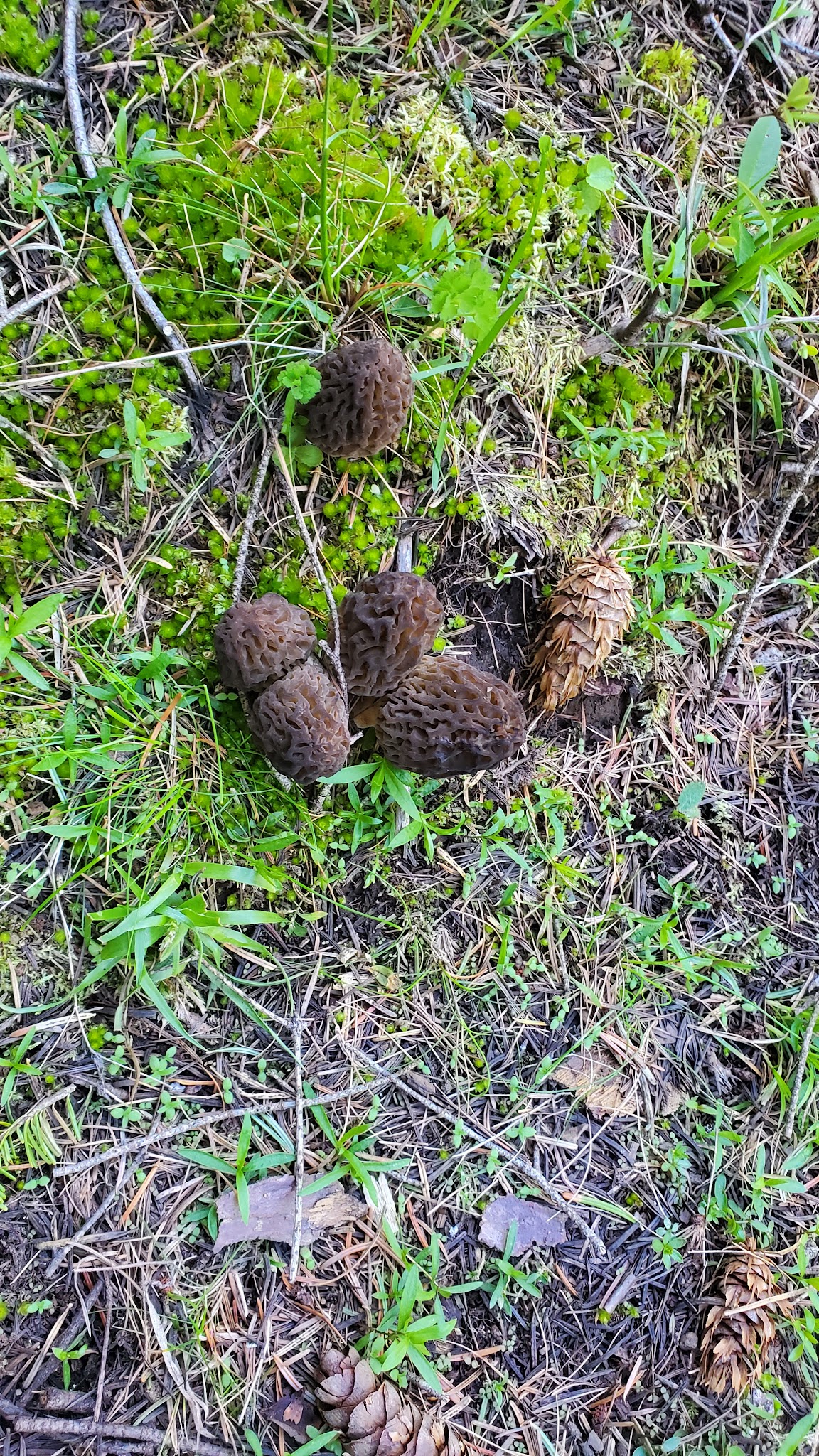 Emigrant Springs State Heritage Area