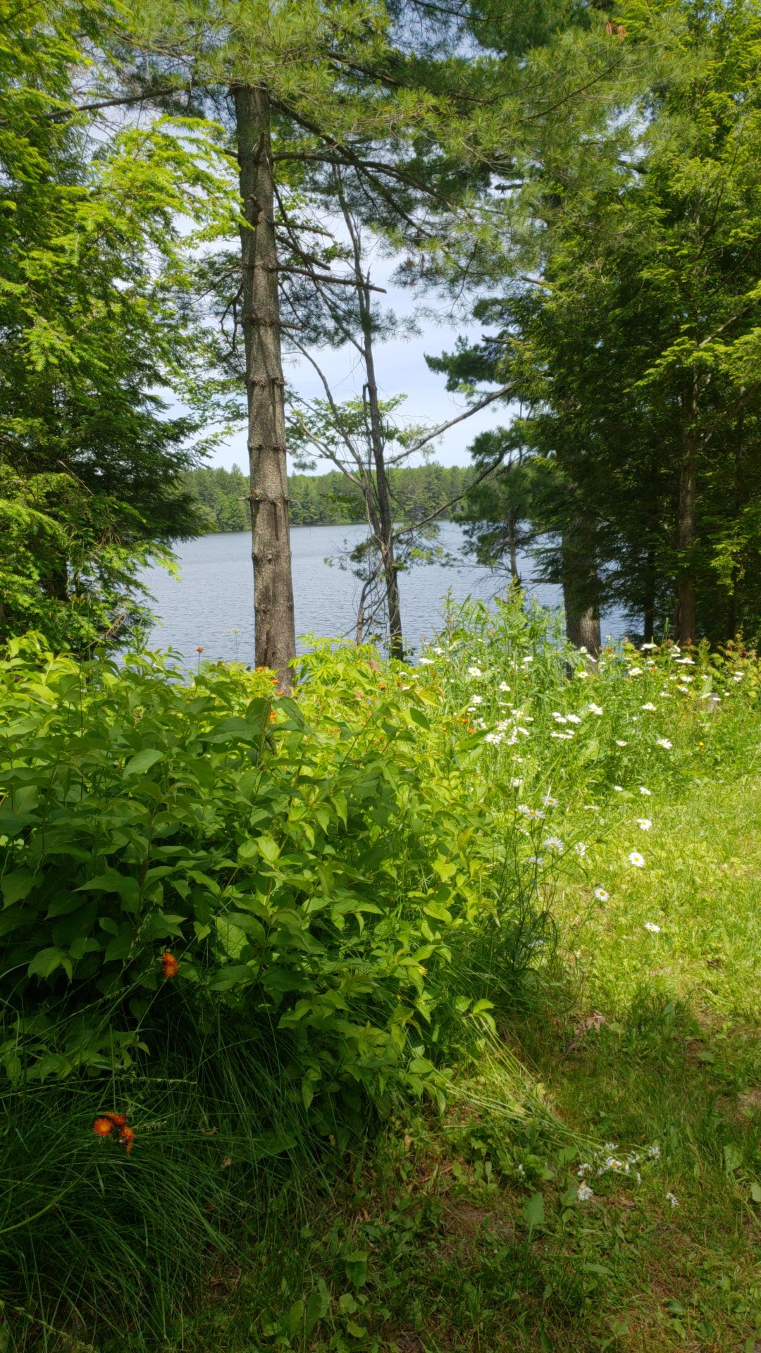 Emily Lake State Forest Campground